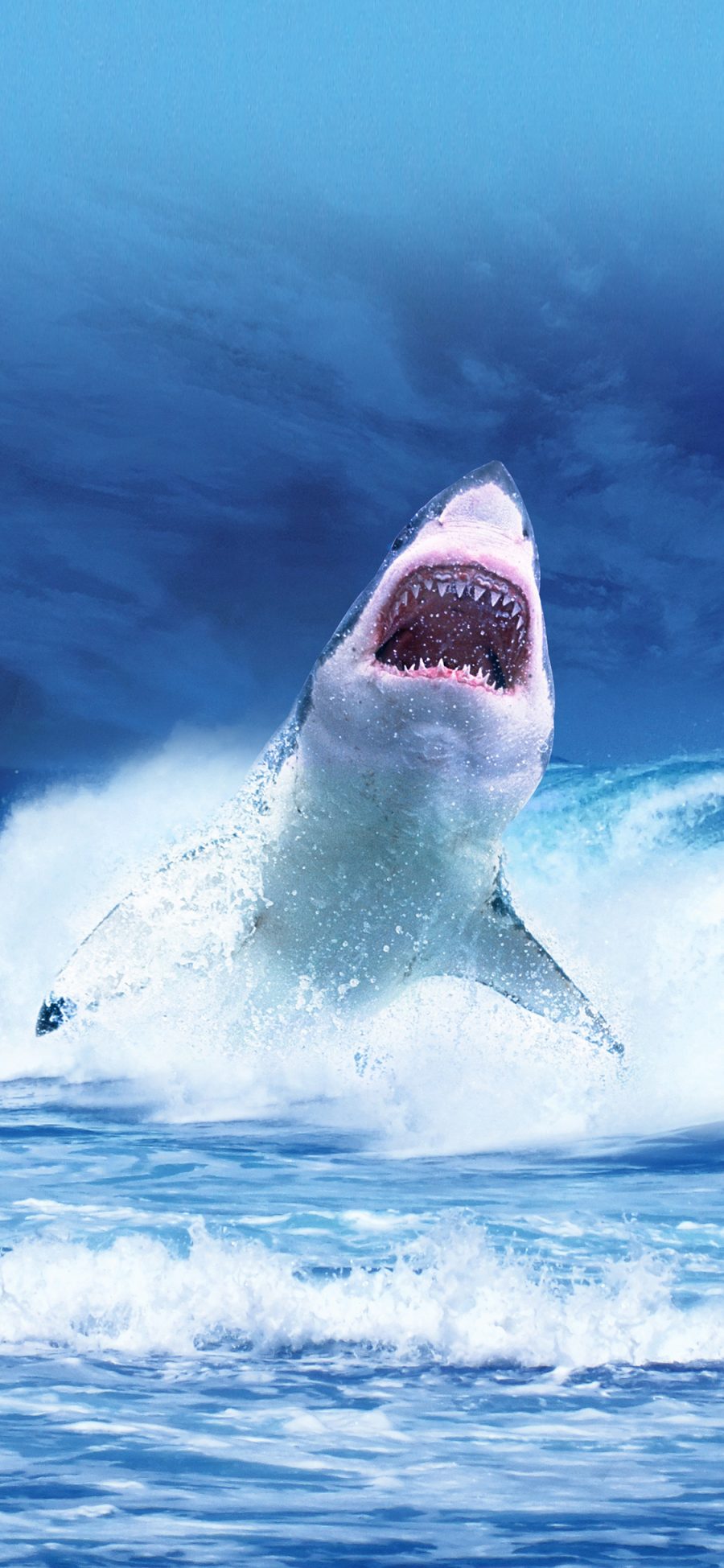 [2436×1125]鲨鱼 凶猛 大海 跳跃 尖牙 苹果手机壁纸图片
