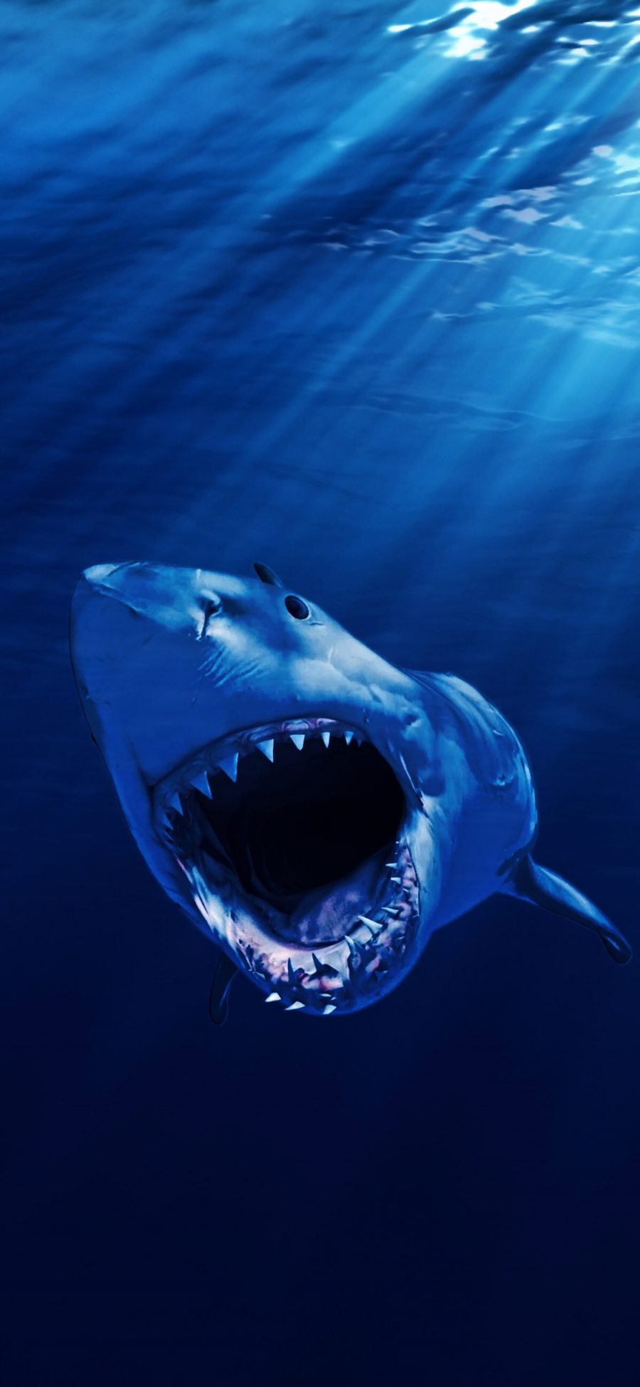 [2436×1125]鲨鱼 凶猛 尖牙 海洋生物 蓝色 苹果手机壁纸图片