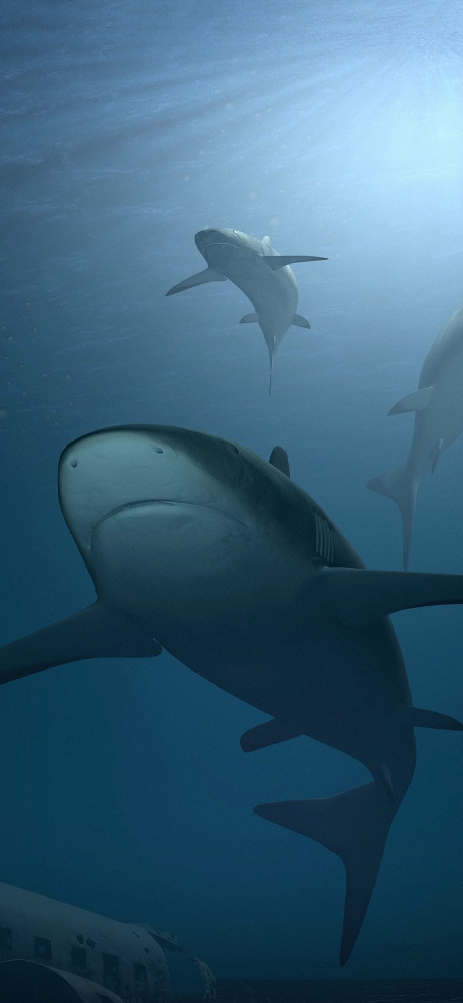 [2436×1125]鲨鱼 海洋生物 海底 猛兽 凶猛 蓝色 深海 苹果手机壁纸图片