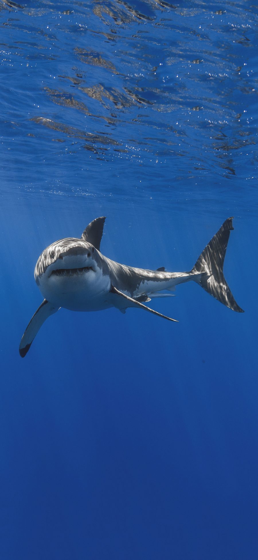 [2436×1125]鲨鱼 海洋生物 蓝色 凶猛 海底 苹果手机壁纸图片