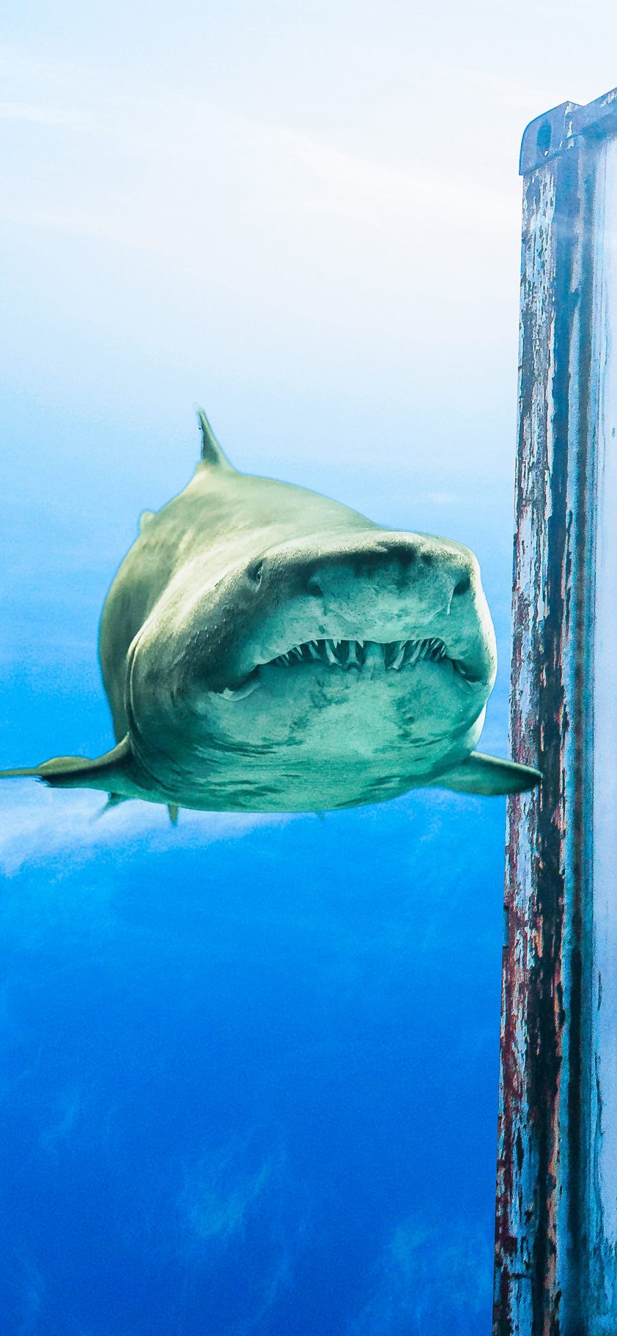 [2436×1125]鲨鱼 集装箱 海洋生物 凶猛 斑驳 苹果手机壁纸图片