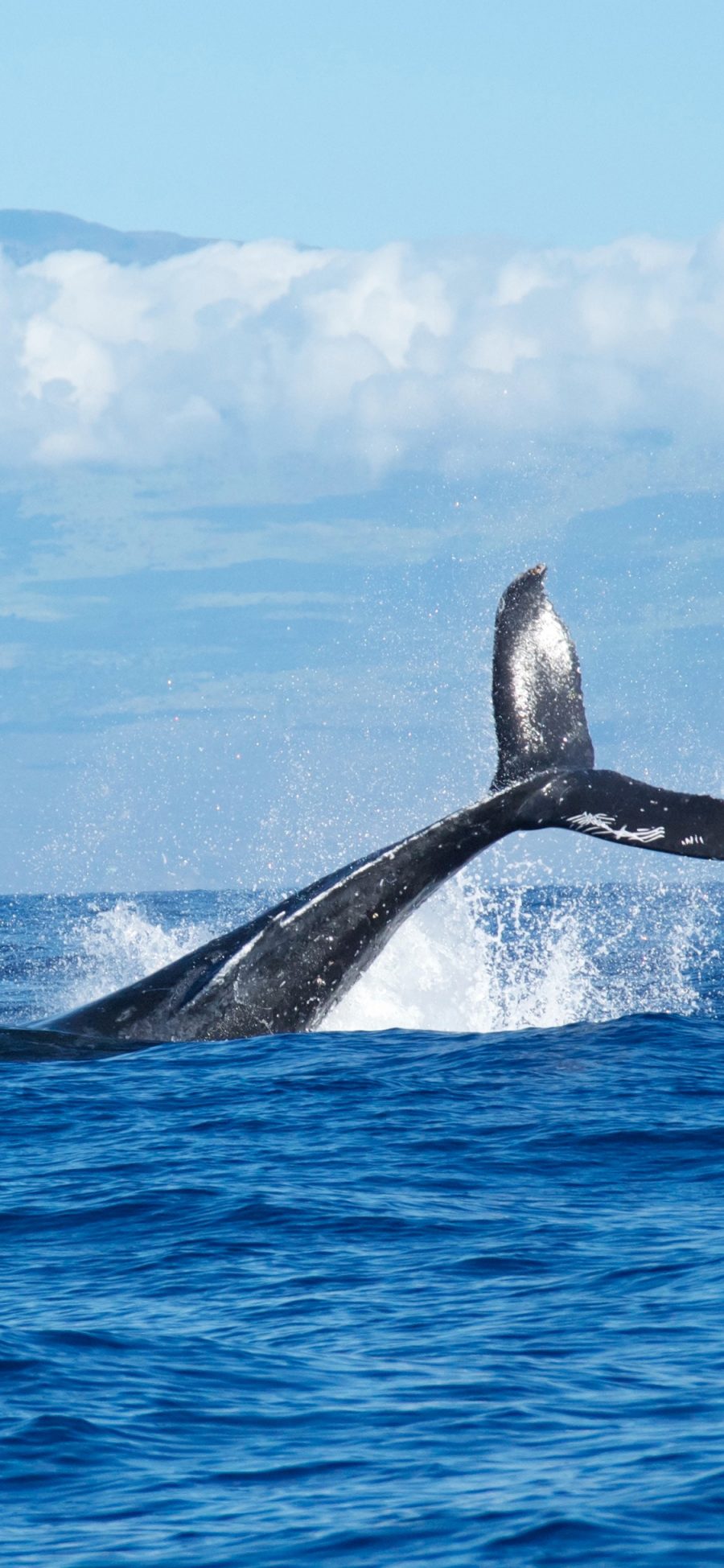 [2436×1125]鲸 大海 尾巴 海水 蓝色 苹果手机壁纸图片