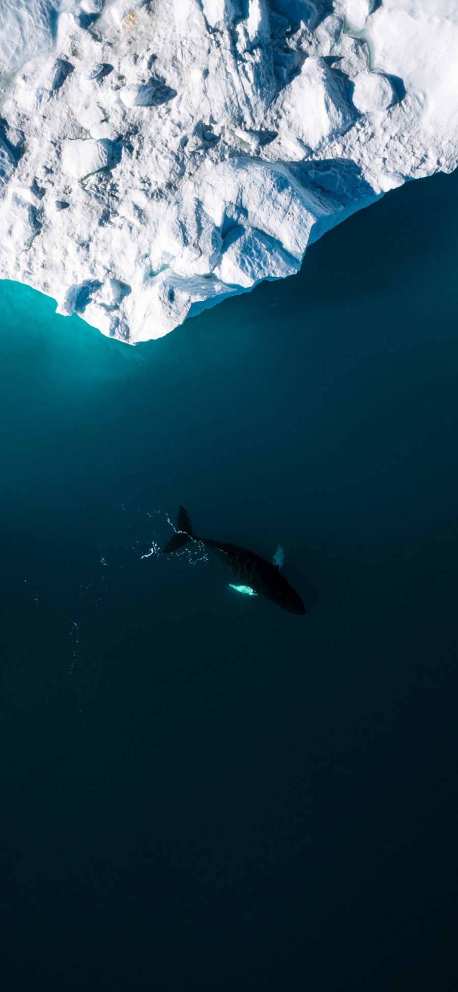 [2436×1125]鲸 大海 海洋 蓝色 冰川 苹果手机壁纸图片
