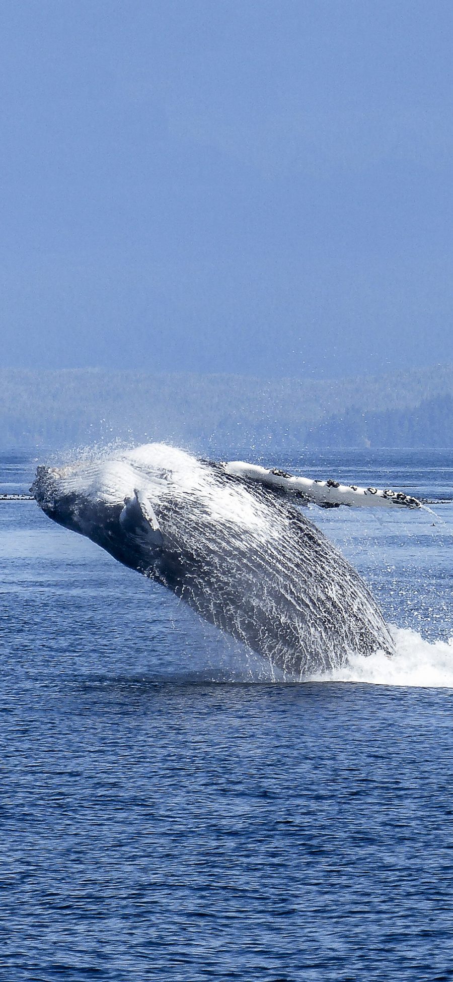 [2436×1125]鲸 大海 海洋生物 海面 跳跃 苹果手机壁纸图片