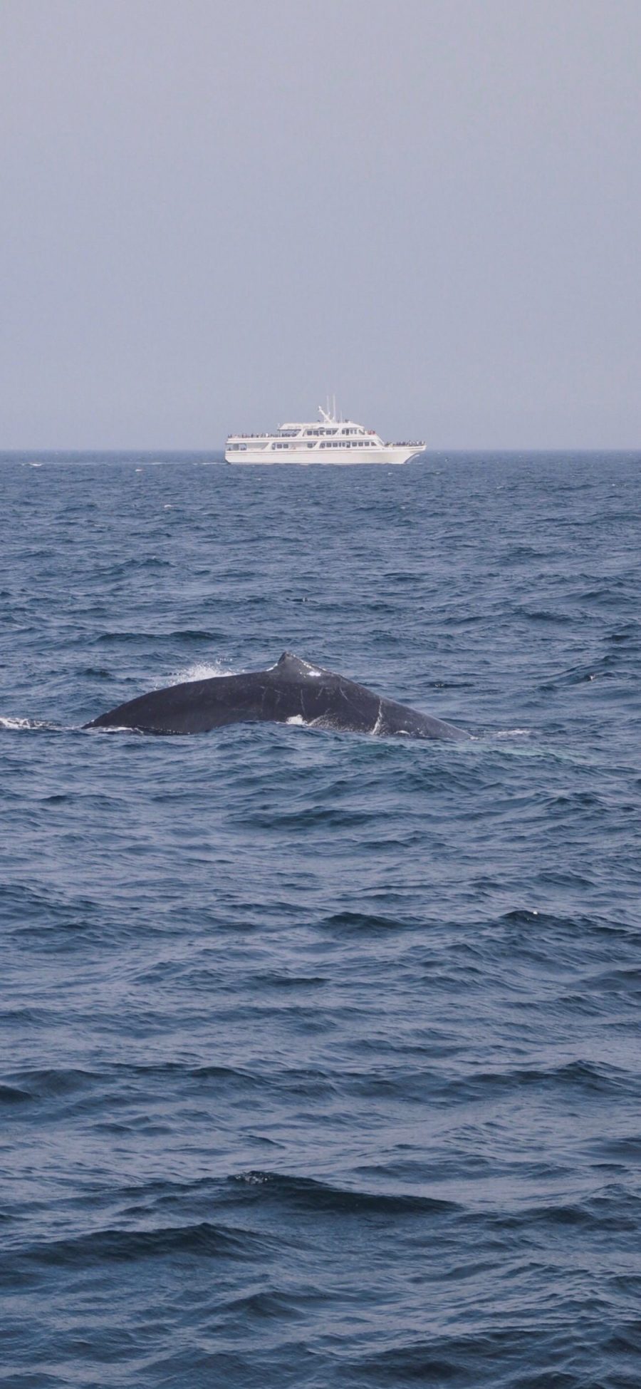 [2436×1125]鲸 大海 游轮 海洋生物 海面 苹果手机壁纸图片
