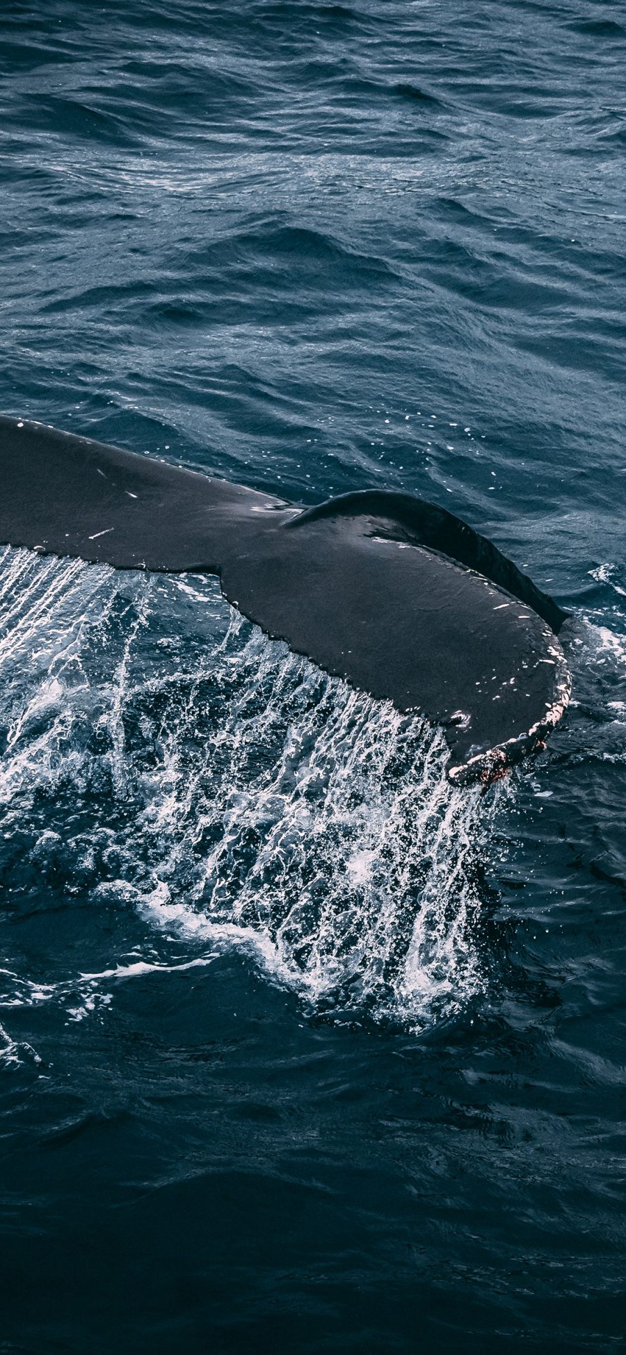 [2436×1125]鲸 尾巴 海洋生物 海水 大海 苹果手机壁纸图片