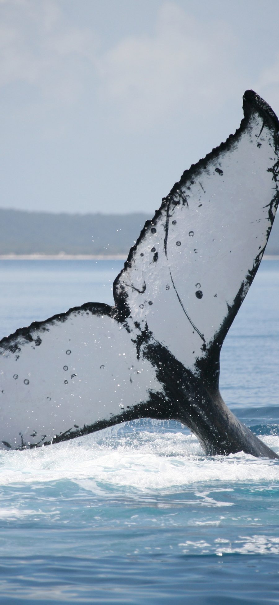 [2436×1125]鲸 海洋 大海 尾巴 水面 苹果手机壁纸图片