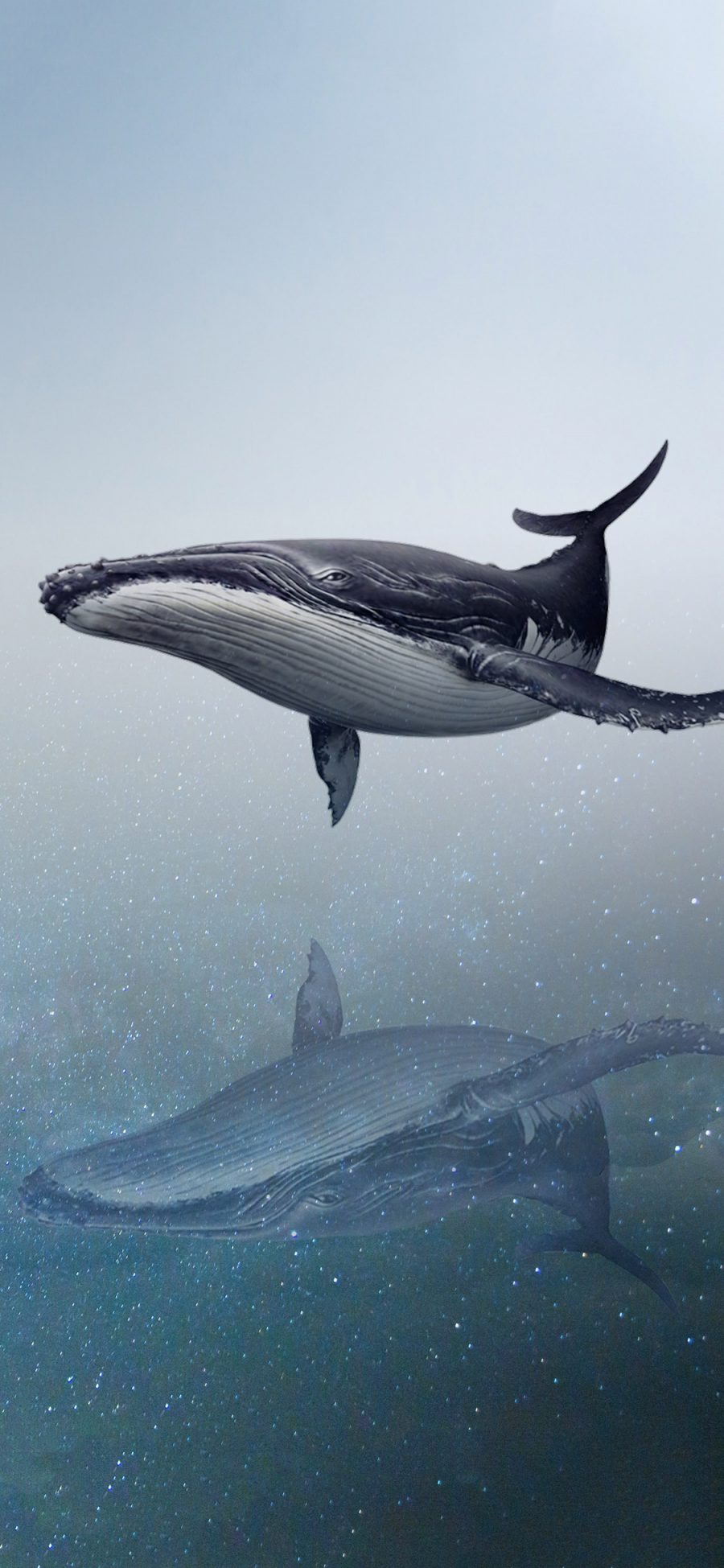 [2436×1125]鲸 海洋生物 游动 对称 唯美 大海 梦境 苹果手机壁纸图片