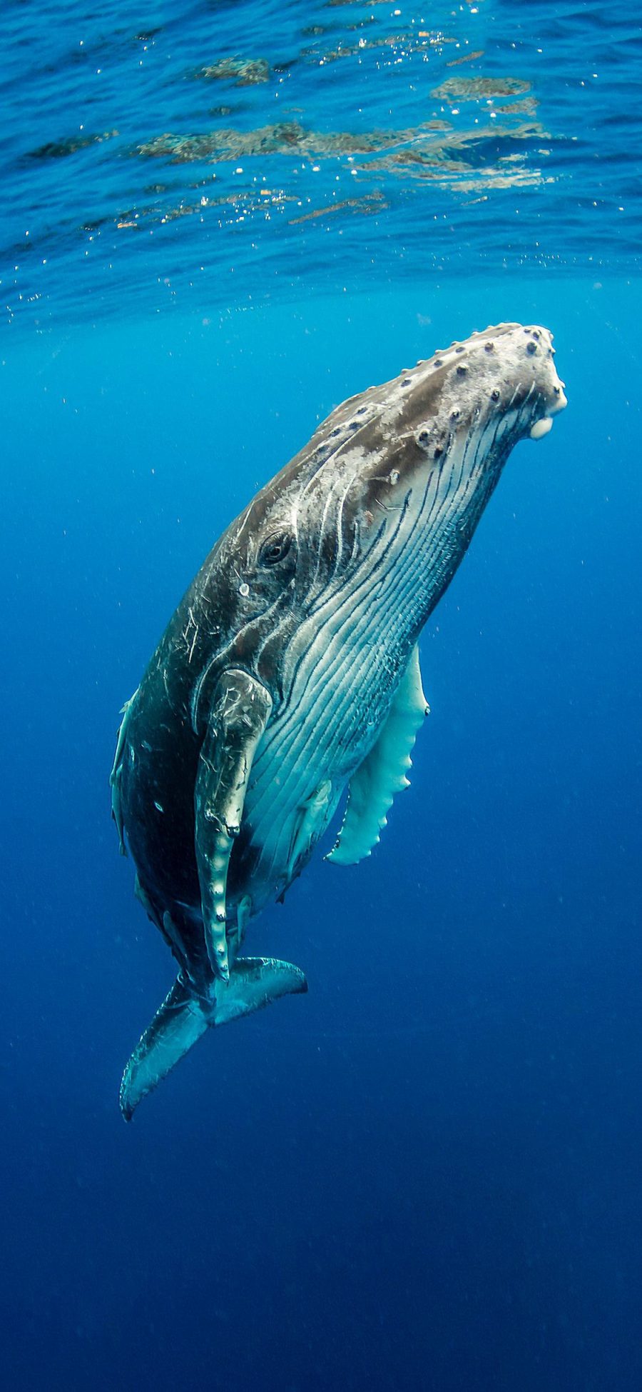 [2436×1125]鲸 海洋生物 蓝色 海水 苹果手机壁纸图片