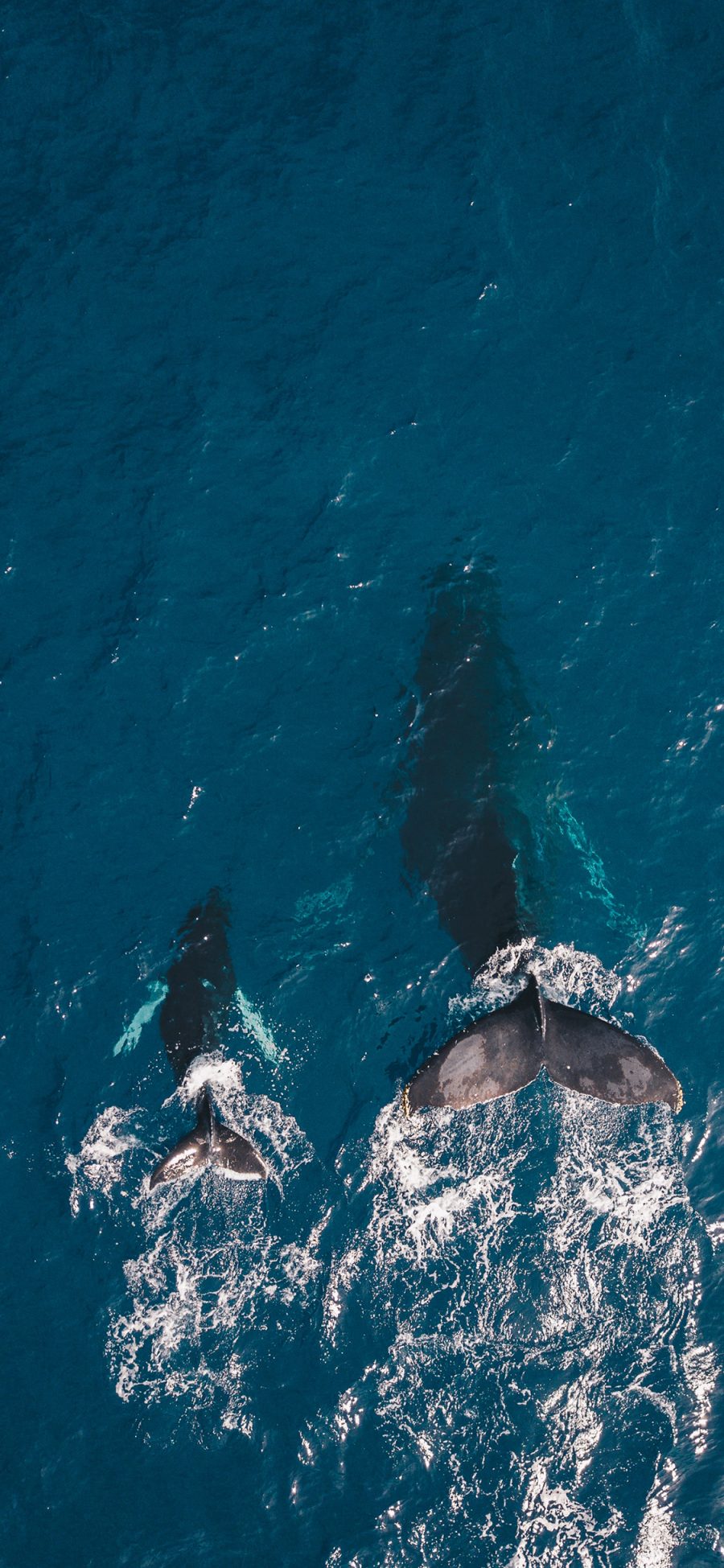 [2436×1125]鲸鱼 鱼尾 大海 亲子 浪花 苹果手机壁纸图片