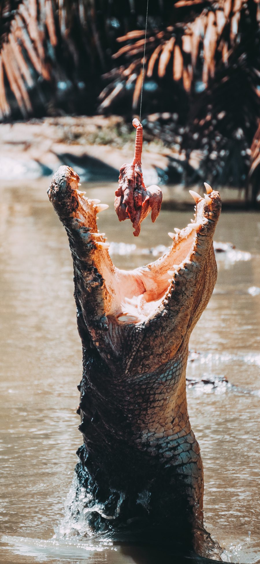 [2436×1125]鳄鱼 危险动物 进食 凶猛 苹果手机壁纸图片
