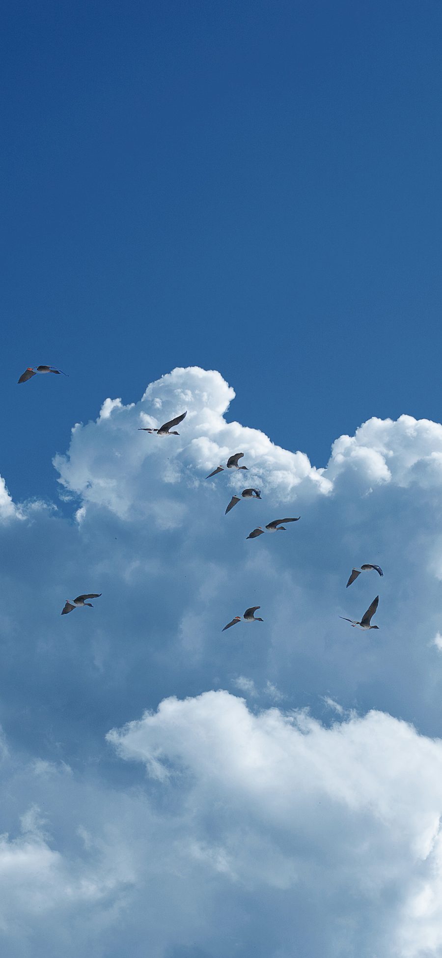[2436×1125]鸟 天空 飞翔 云朵 蓝白 苹果手机壁纸图片
