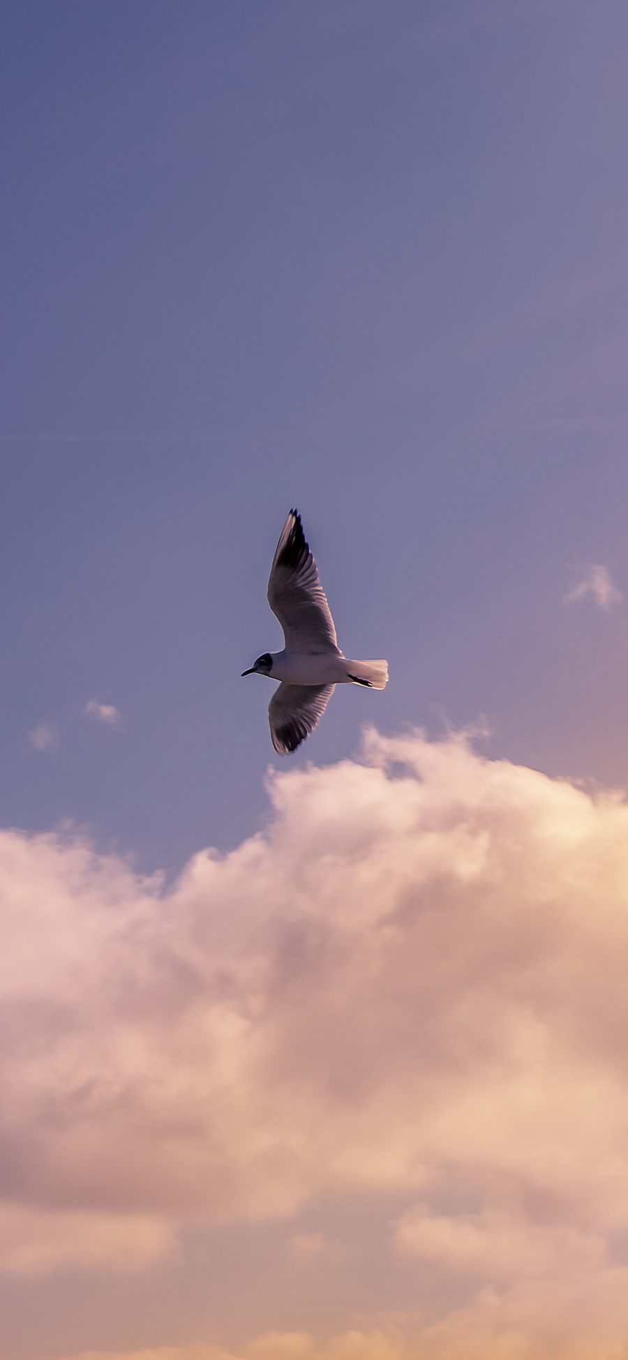 [2436×1125]鸟 天空 飞翔 翅膀 苹果手机壁纸图片