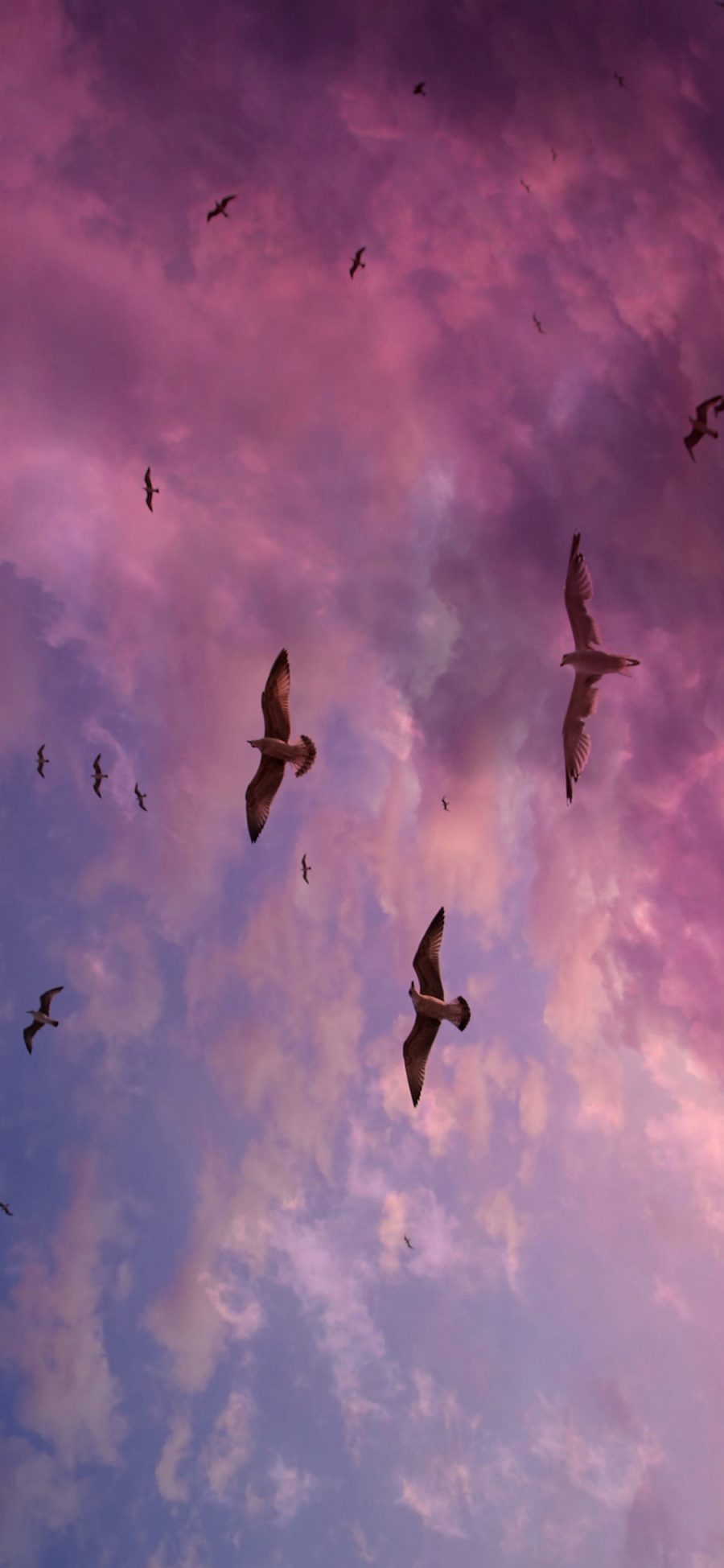 [2436×1125]鸟 渐变 天空 云彩 飞翔 苹果手机壁纸图片
