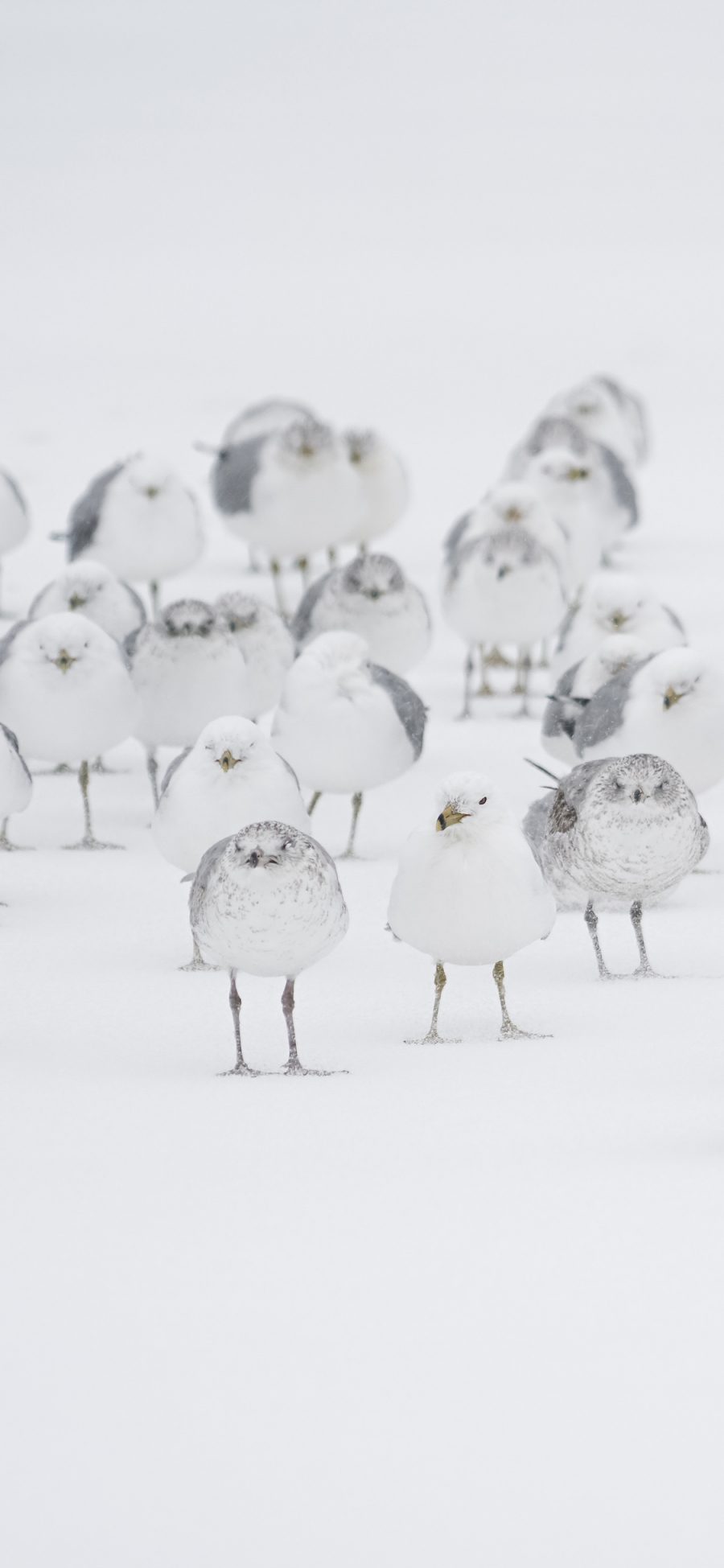 [2436×1125]鸟 群落 白色 雪地 苹果手机壁纸图片
