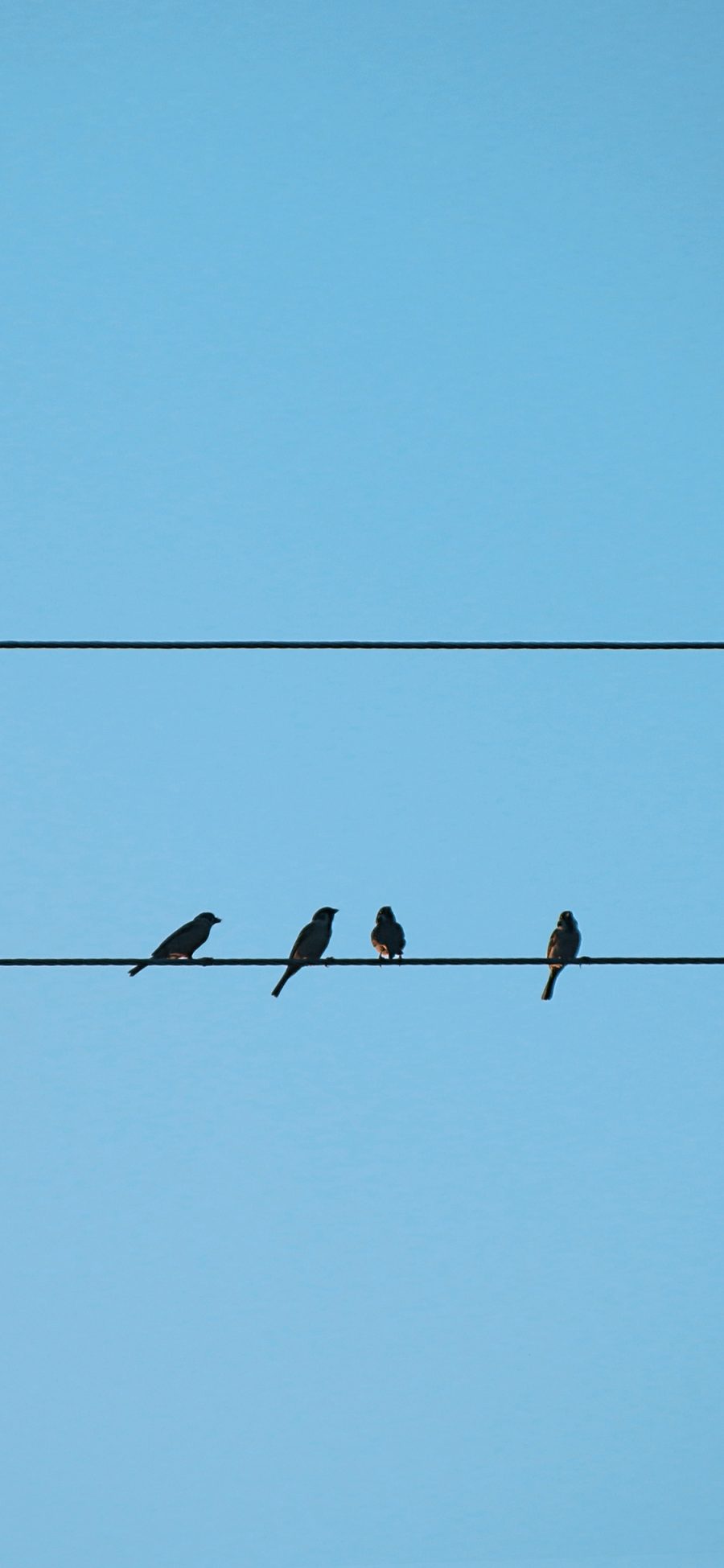 [2436×1125]鸟 蓝色 电线杆 栖息 天空 苹果手机壁纸图片