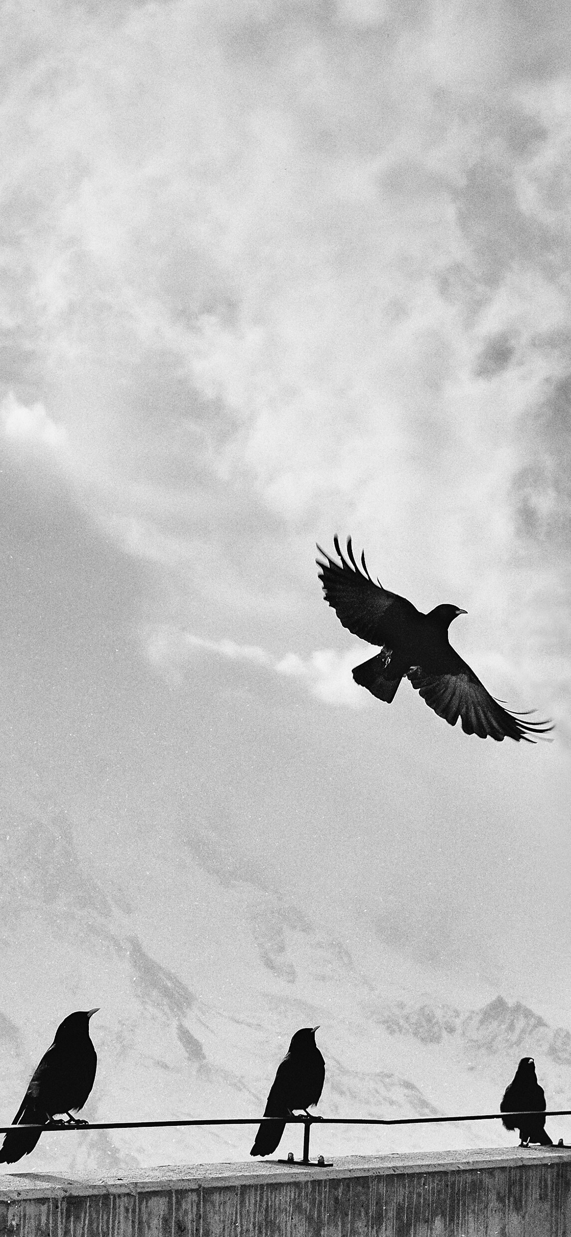 [2436×1125]鸟 飞 栖息 黑白 翅膀 苹果手机壁纸图片