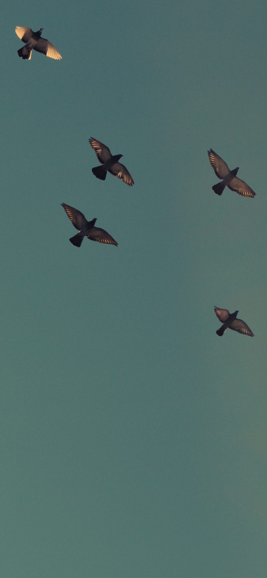 [2436×1125]鸟 飞翔 天空 群 苹果手机壁纸图片