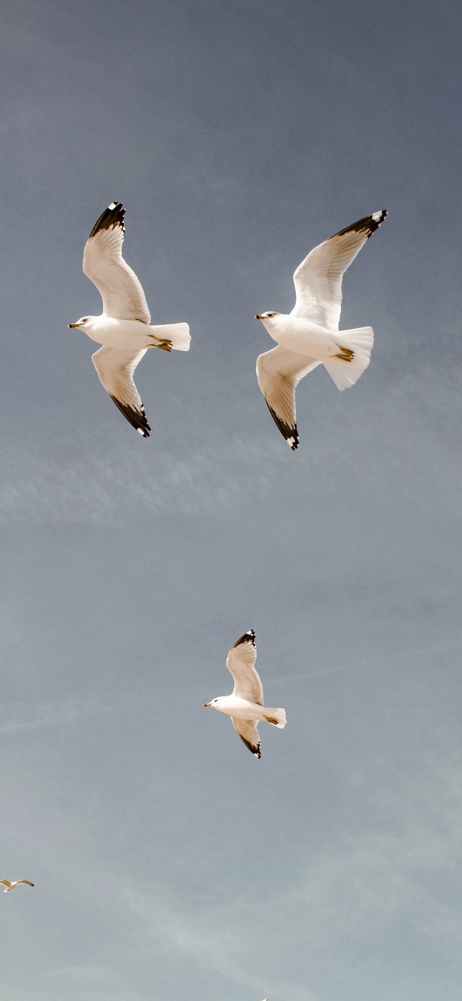 [2436×1125]鸟 飞翔 天空 翅膀 苹果手机壁纸图片