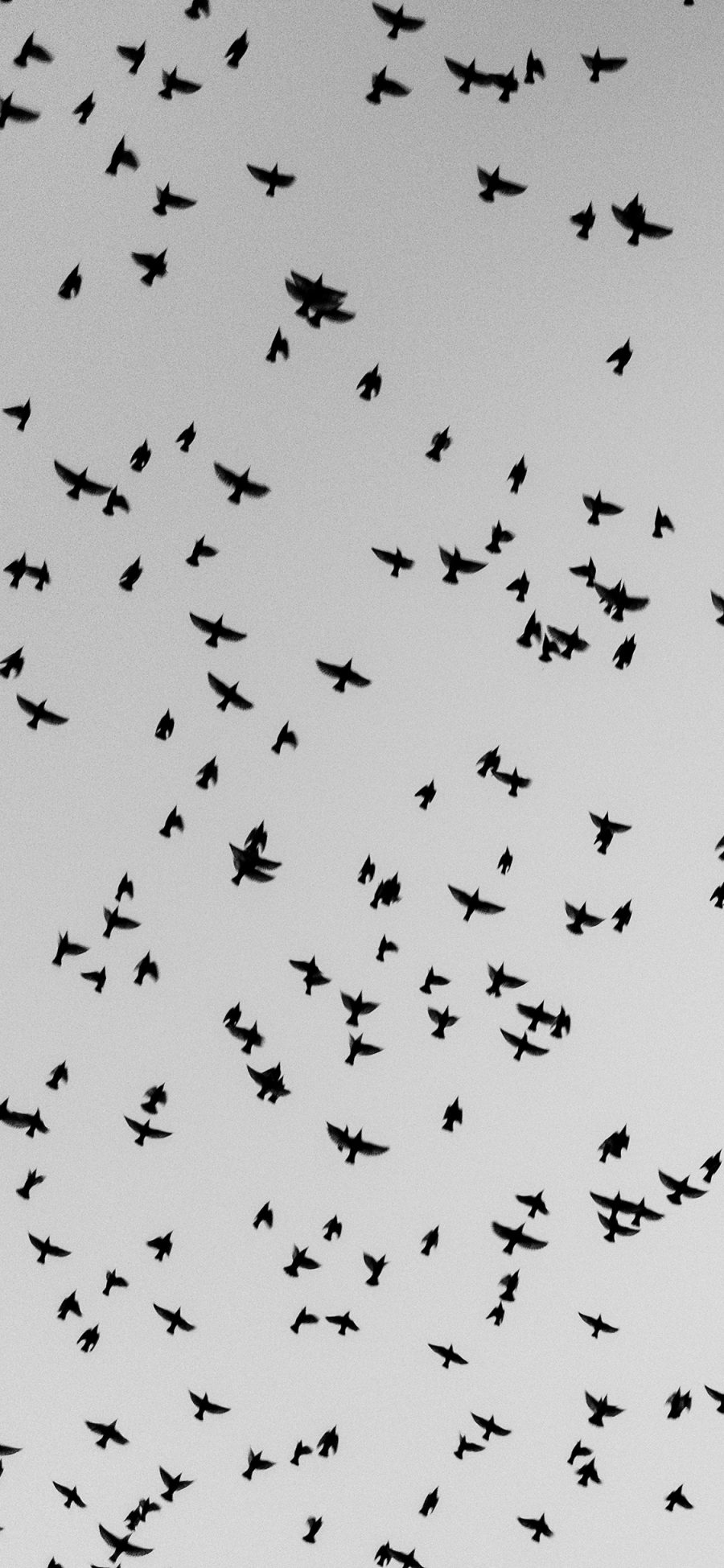 [2436×1125]鸟群 飞鸟 密集 黑白 苹果手机壁纸图片