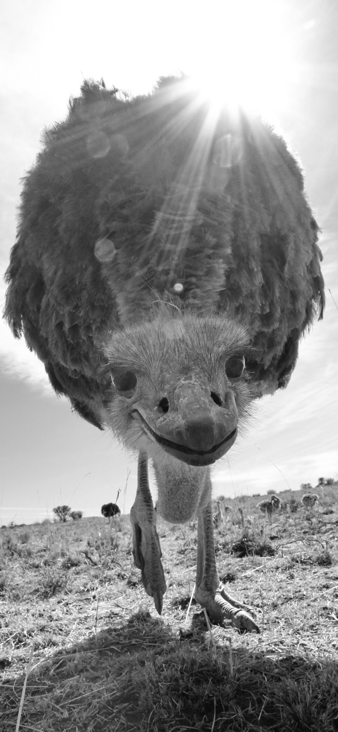 [2436×1125]鸵鸟 黑白 野生 特写 苹果手机壁纸图片