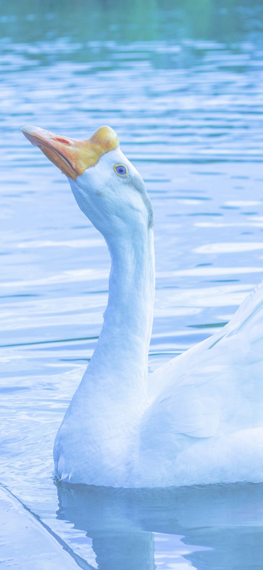 [2436×1125]鹅 水禽 水面 翅膀 羽毛 蓝色 苹果手机壁纸图片