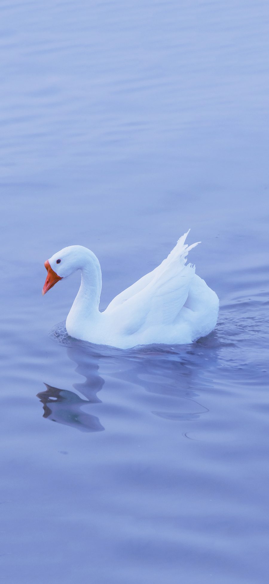 [2436×1125]鹅 湖水 蓝色 羽毛 水面 禽类 苹果手机壁纸图片