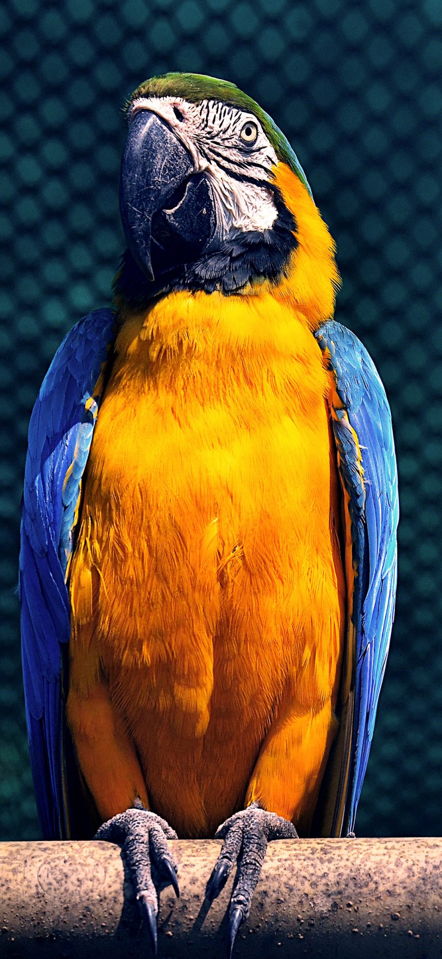 [2436×1125]鹦鹉 鸟类 站立 羽毛 苹果手机壁纸图片
