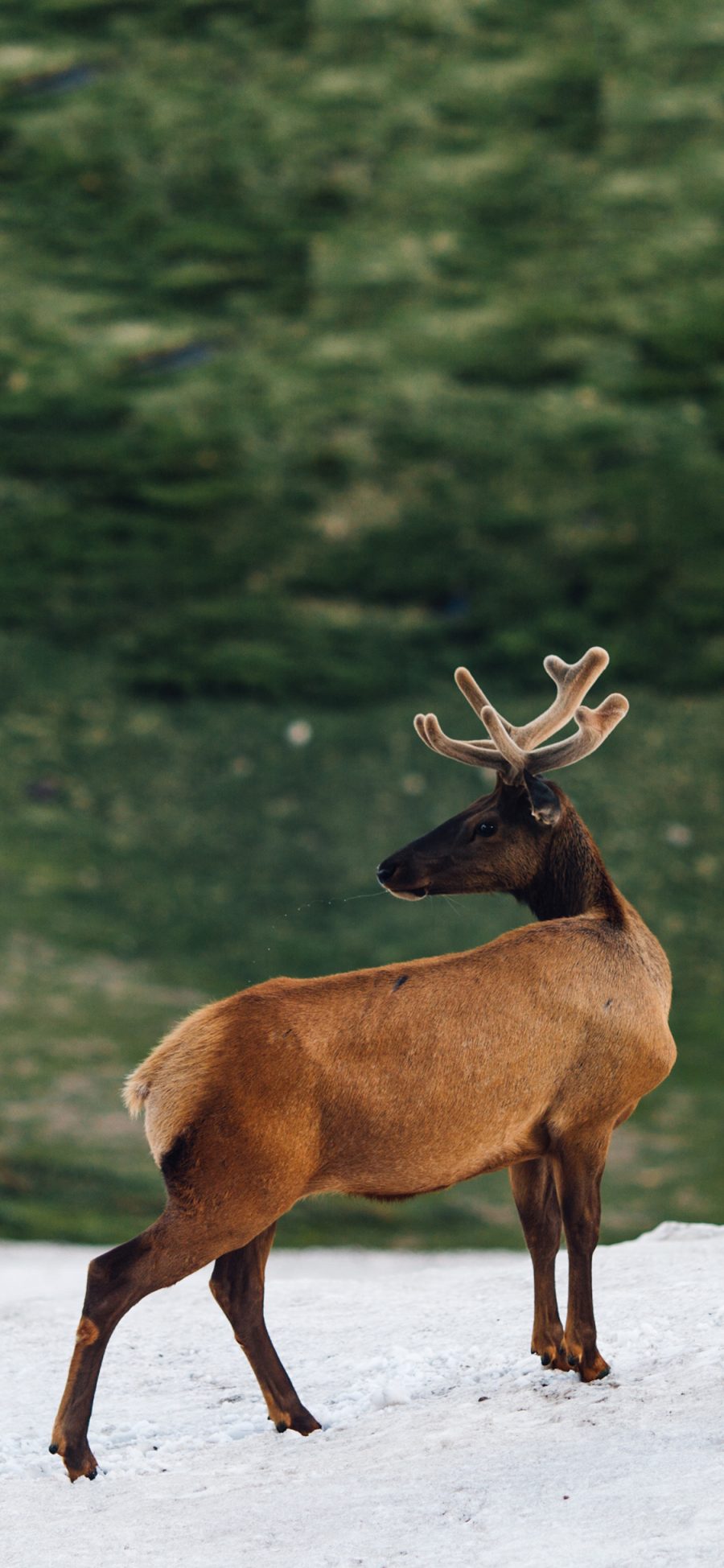 [2436×1125]鹿 保护动物 棕色 雄鹿 苹果手机壁纸图片