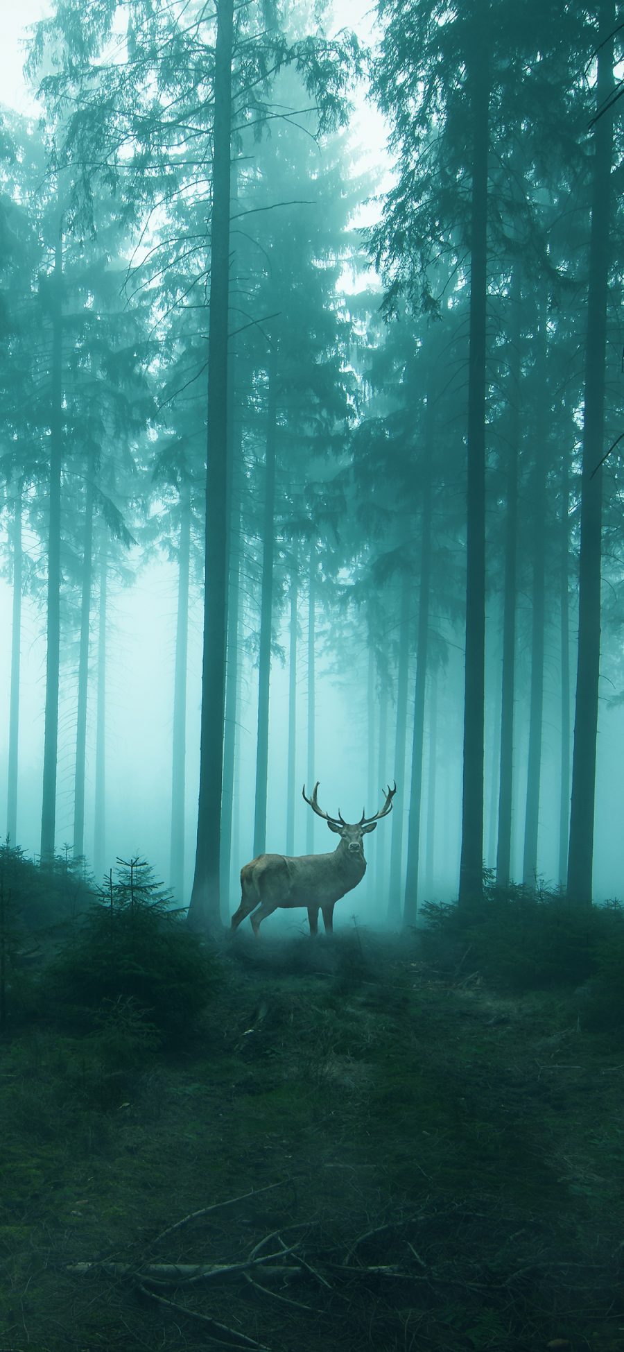 [2436×1125]鹿 树林 森林 静谧 唯美 苹果手机壁纸图片