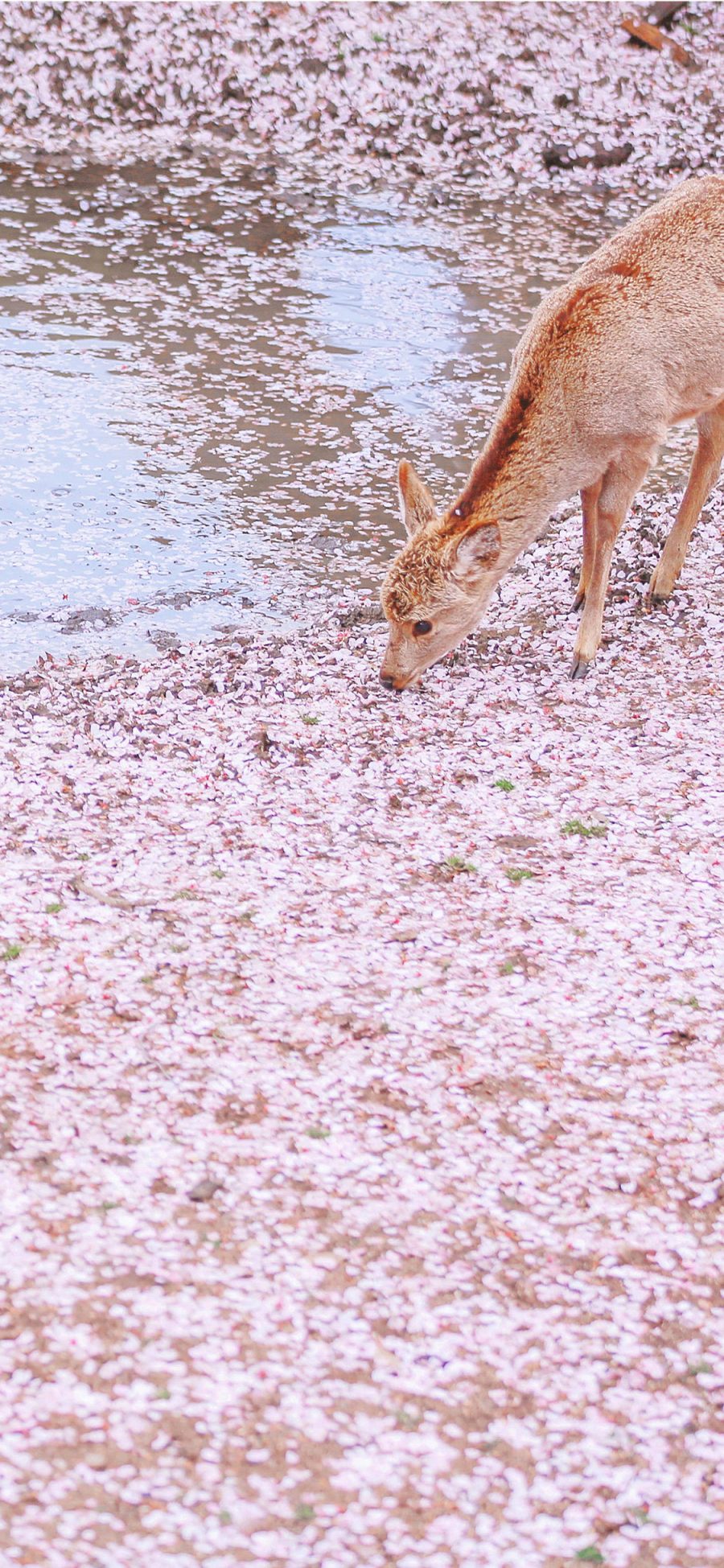[2436×1125]鹿 樱花 唯美 粉色 落花 水 苹果手机壁纸图片