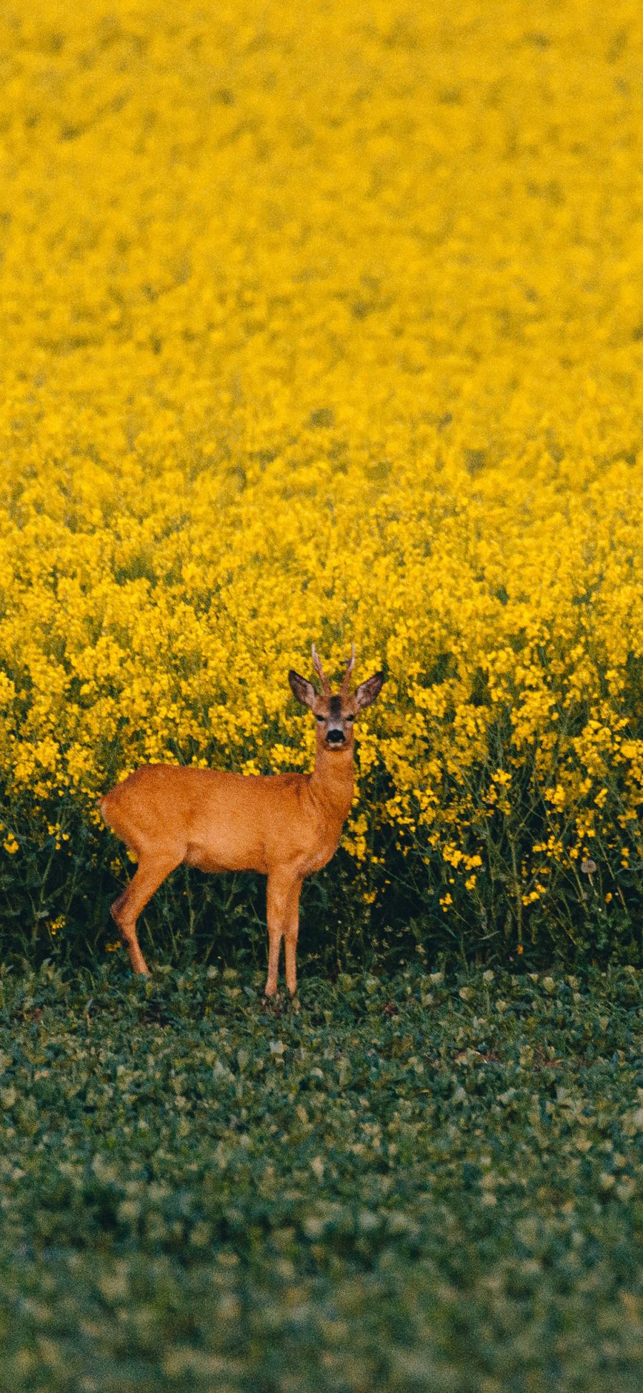 [2436×1125]鹿 野生 牲畜 油菜花 花田 花海 苹果手机壁纸图片