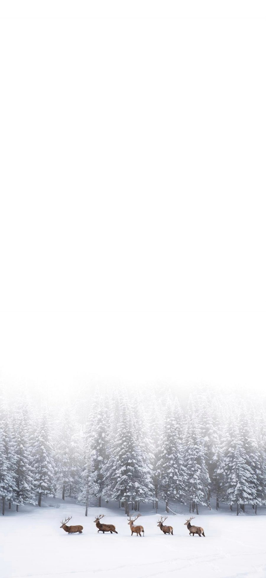 [2436×1125]鹿 雪地 冬季 树林 苹果手机壁纸图片