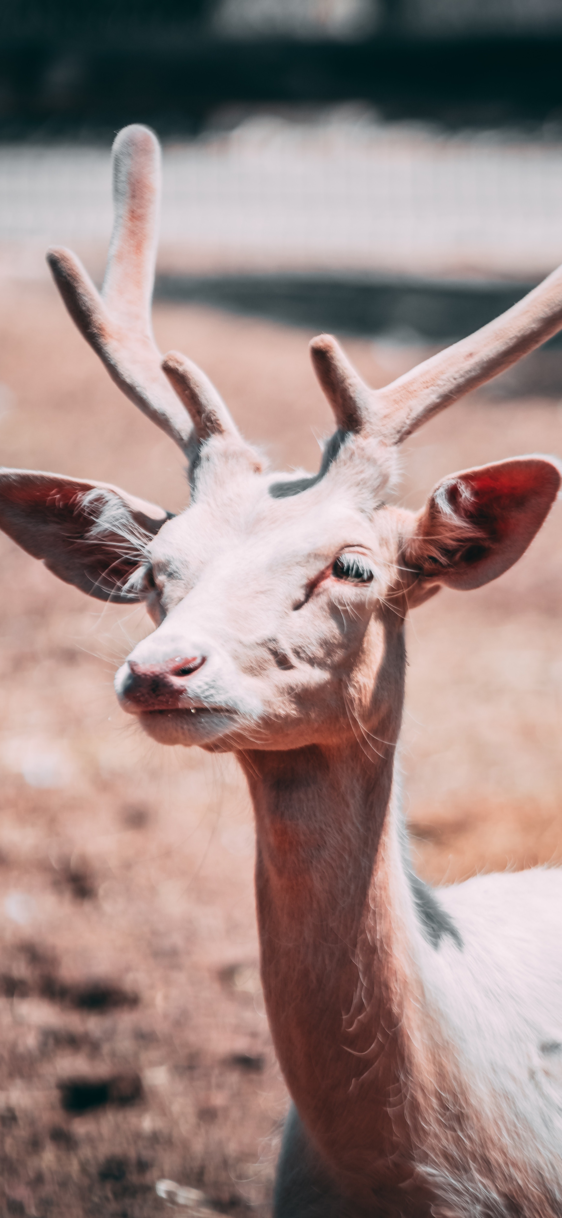 [2436×1125]鹿 鹿角 鹿茸 价值 苹果手机壁纸图片