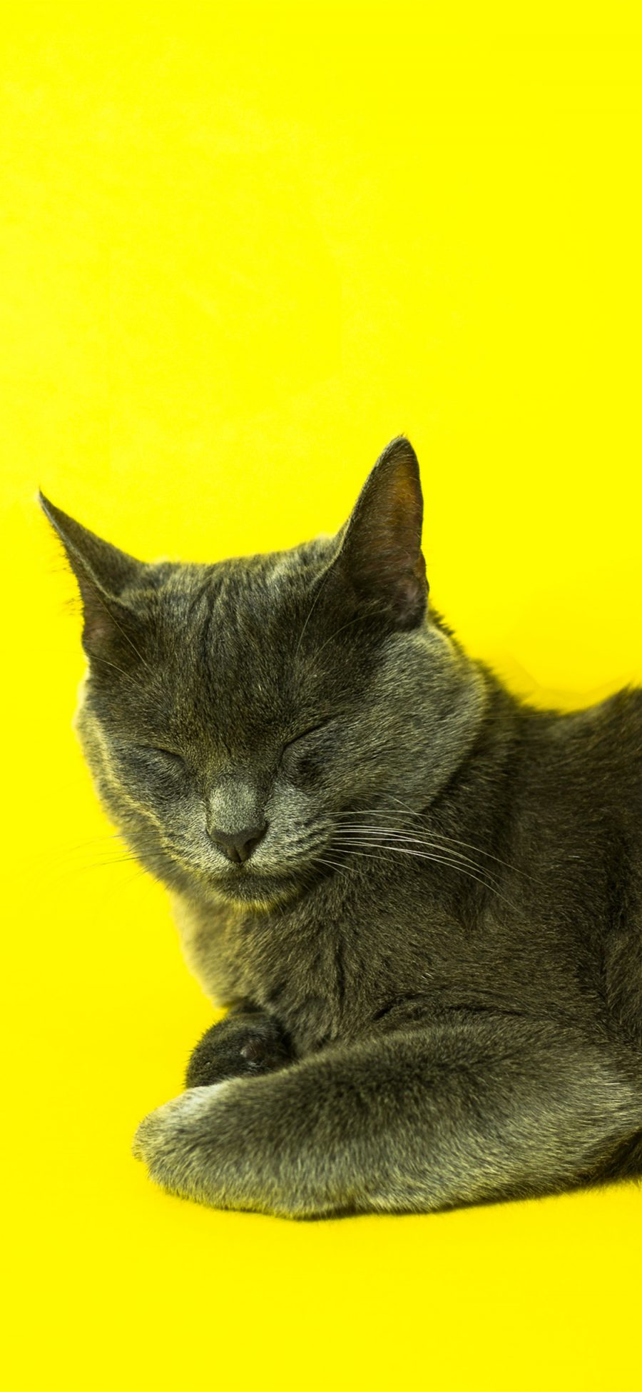 [2436×1125]黄色背景 猫咪 蓝猫 宠物猫 苹果手机壁纸图片