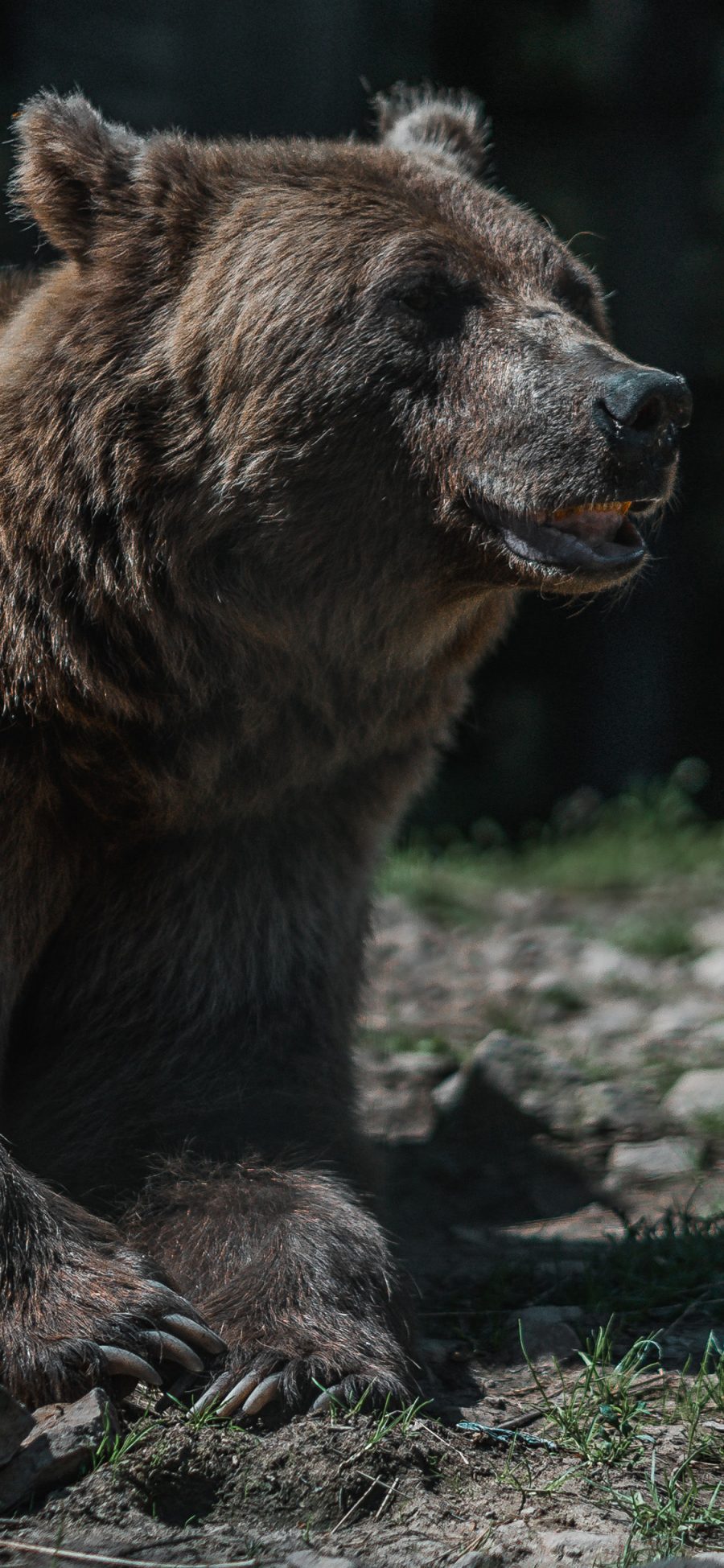 [2436×1125]黑熊 大狗熊 猛兽 凶猛 苹果手机壁纸图片