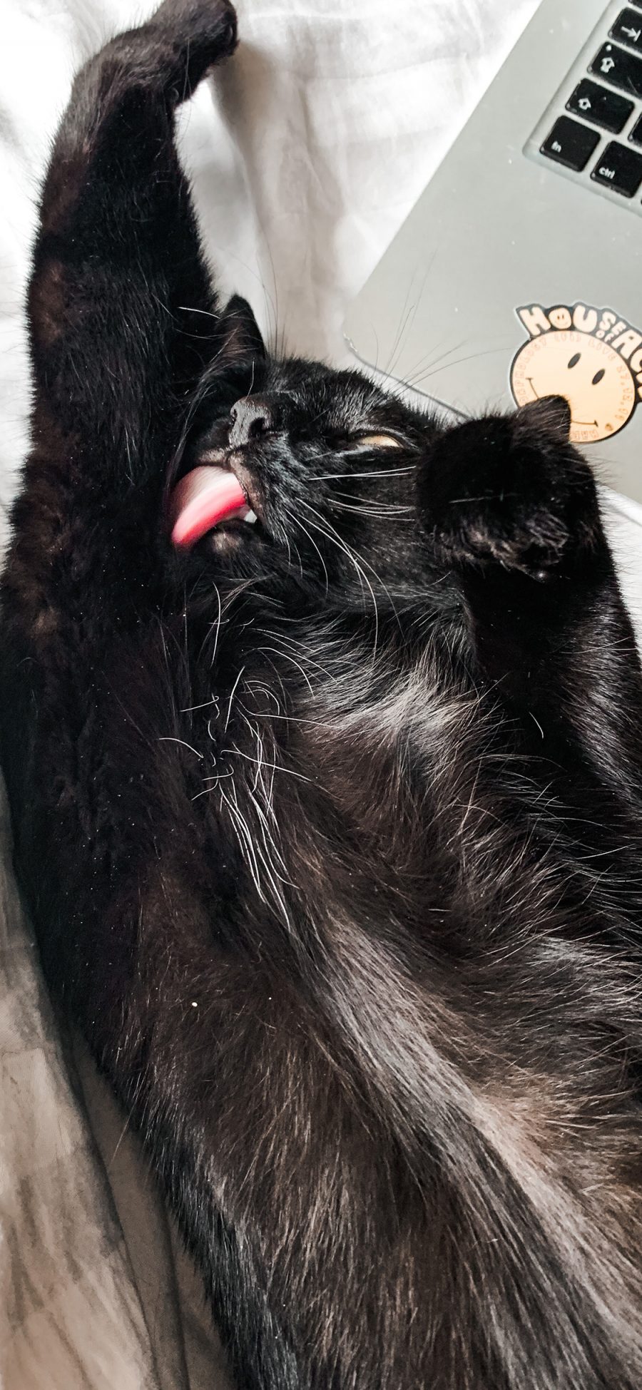 [2436×1125]黑猫 喵星人 宠物 伸懒腰 苹果手机壁纸图片