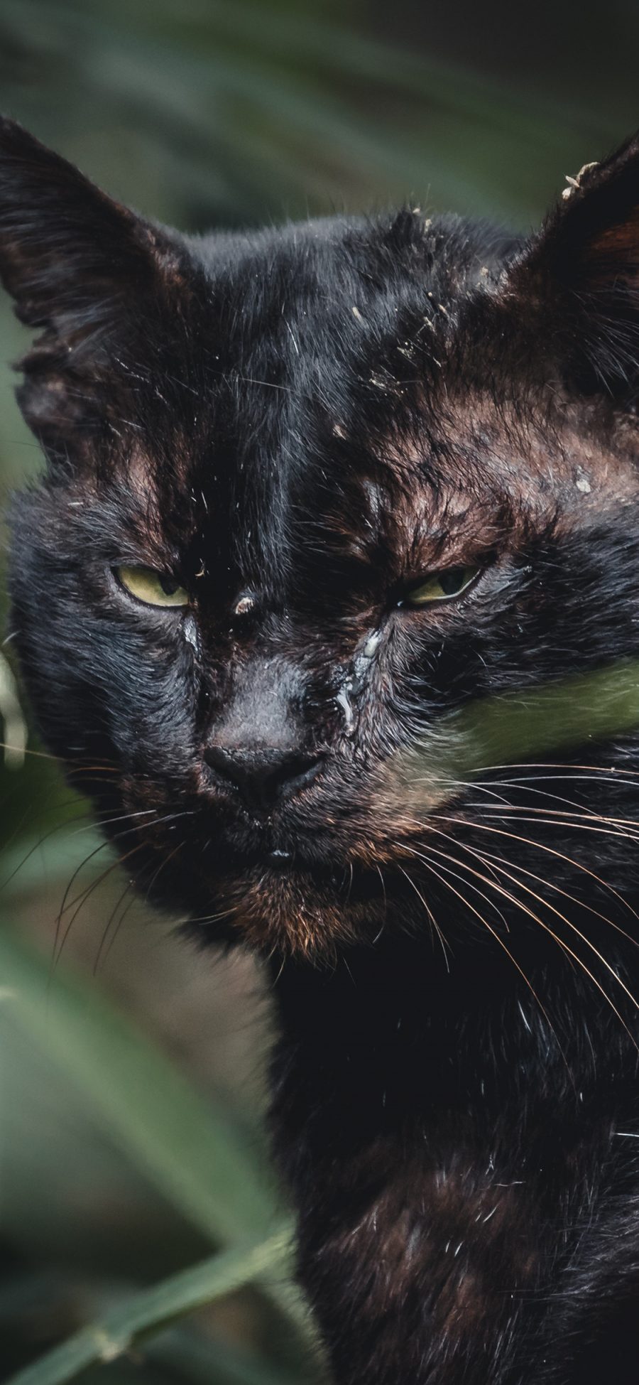 [2436×1125]黑猫 宠物 猫咪 凶狠 苹果手机壁纸图片