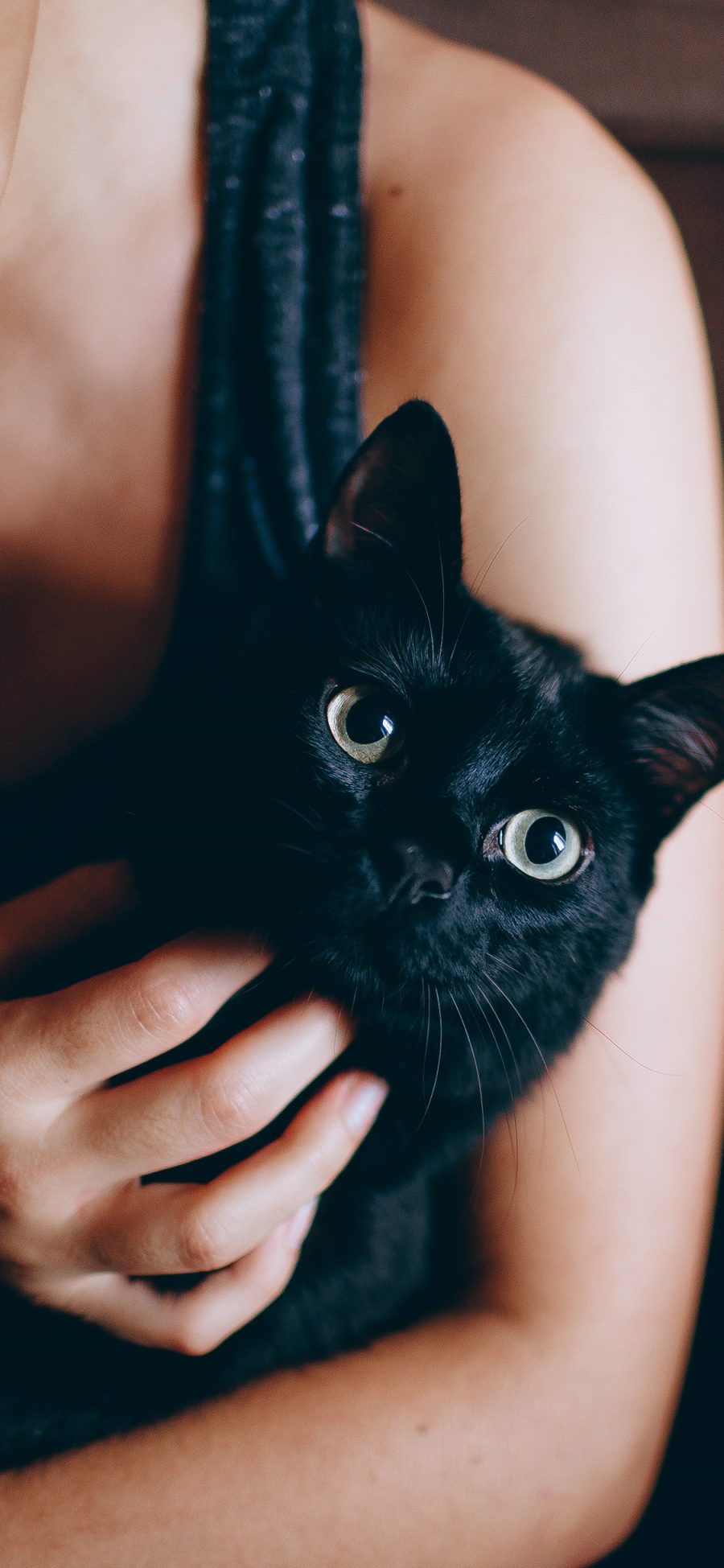 [2436×1125]黑猫 宠物 猫咪 喵星人 手 抚摸 苹果手机壁纸图片