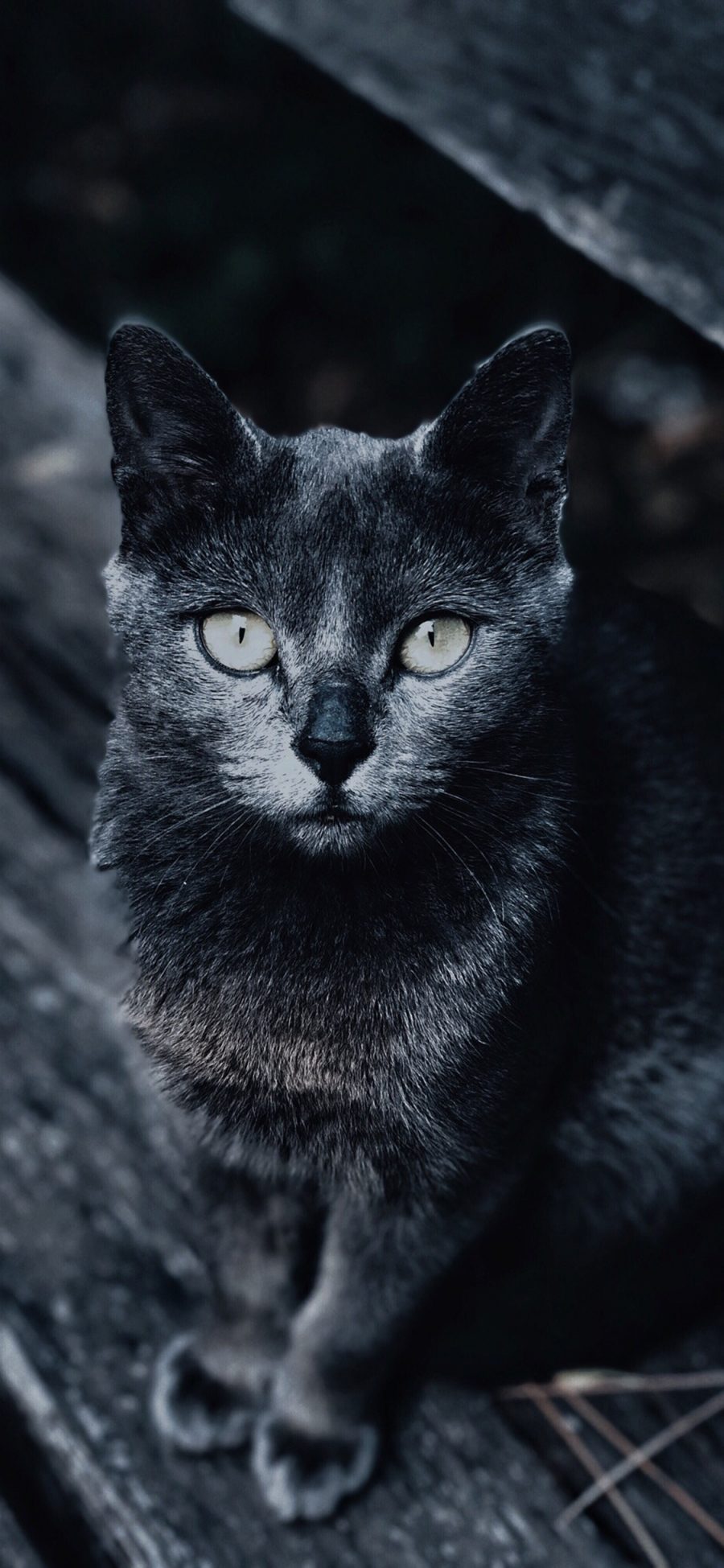 [2436×1125]黑猫 宠物 瞳孔 皮毛 苹果手机壁纸图片