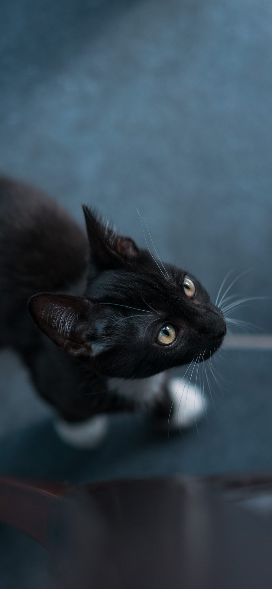 [2436×1125]黑猫 猫咪 喵星人 宠物 苹果手机壁纸图片