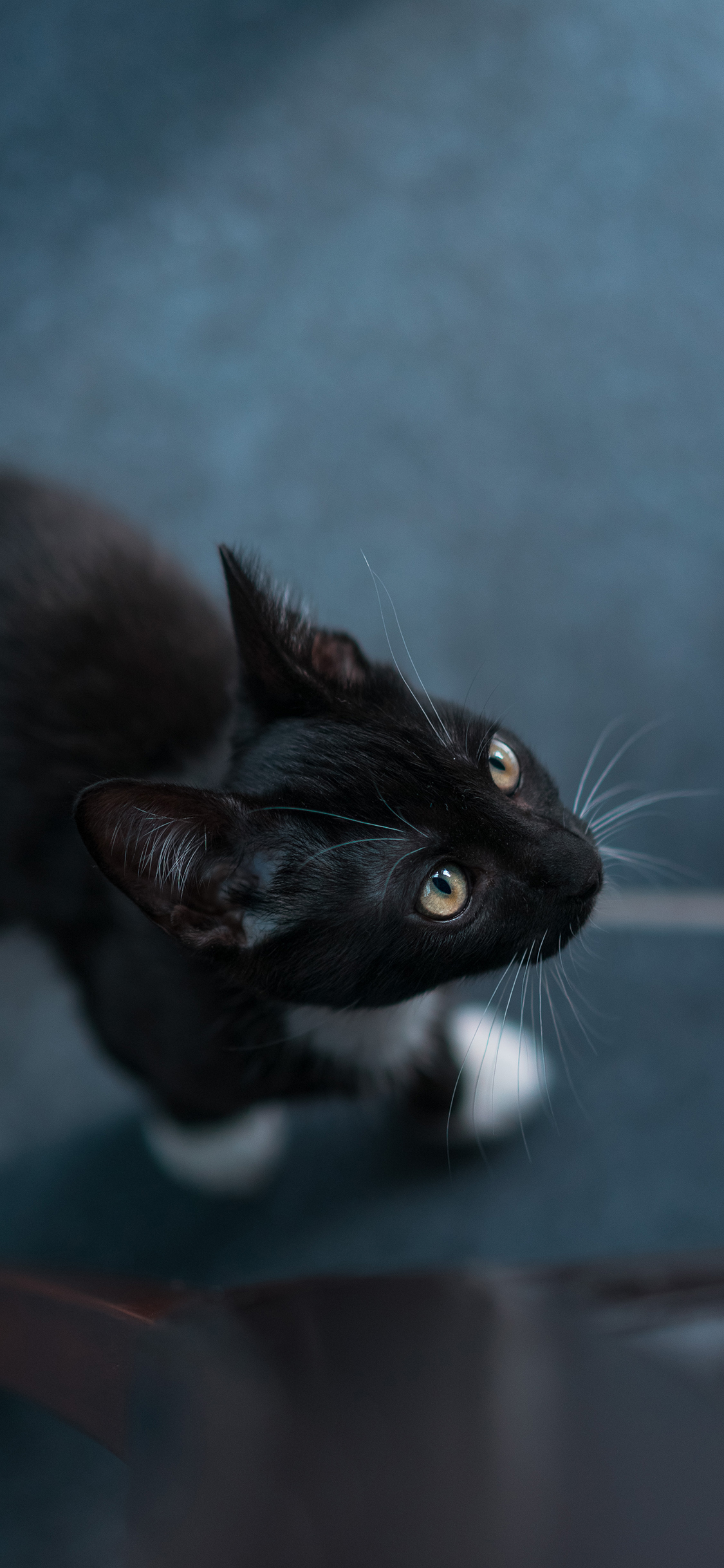 [2436×1125]黑猫 猫咪 喵星人 宠物 苹果手机壁纸图片