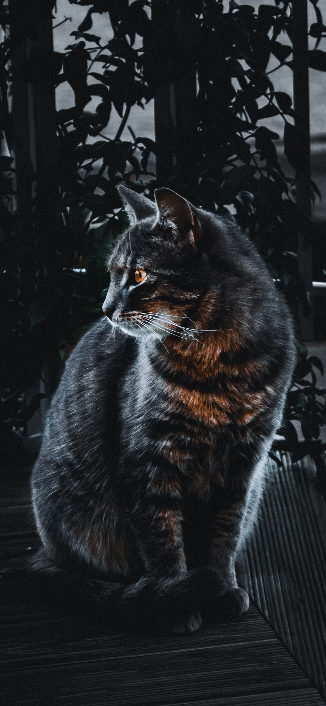 [2436×1125]黑猫 皮毛 侧颜 宠物 苹果手机壁纸图片
