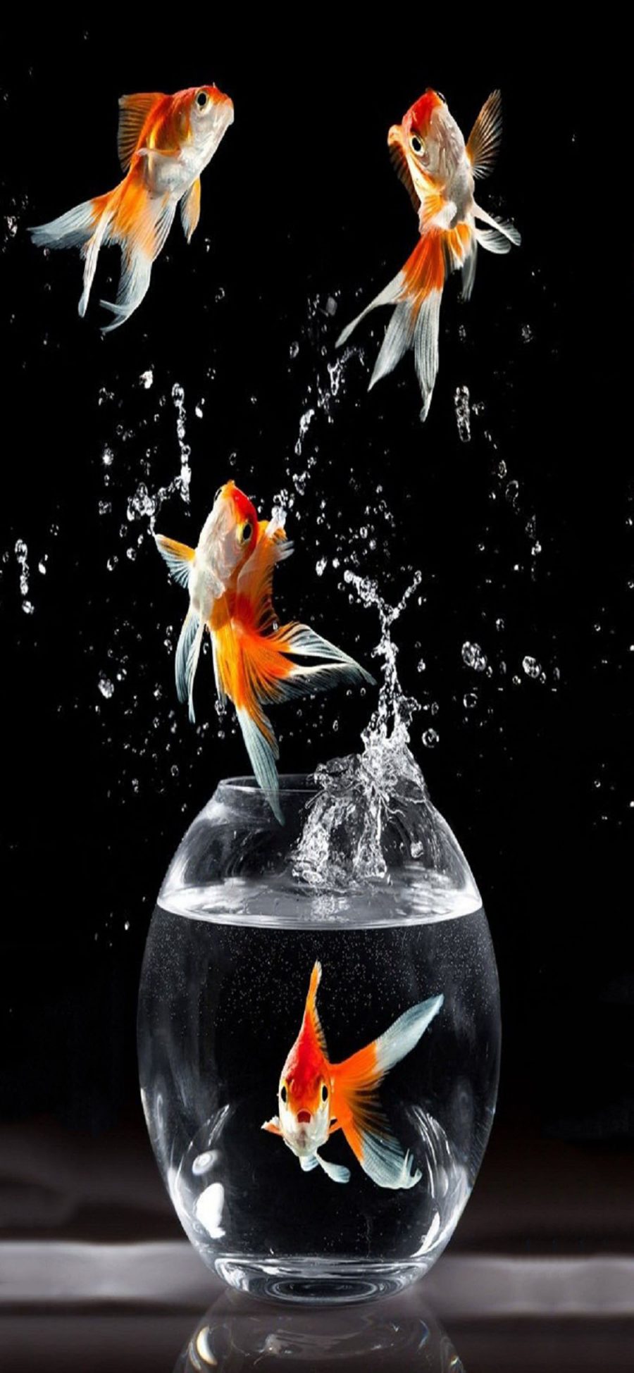 [2436×1125]黑色背景 金鱼缸 金鱼 水珠 苹果手机壁纸图片