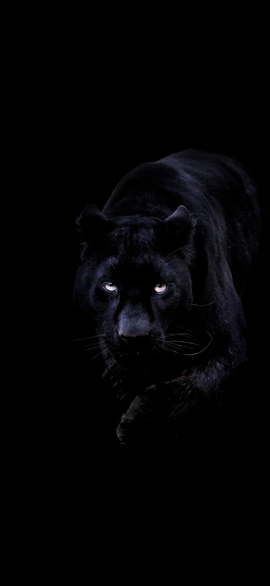 [2436×1125]黑豹 黑色 凶猛 猛兽 犀利 苹果手机壁纸图片