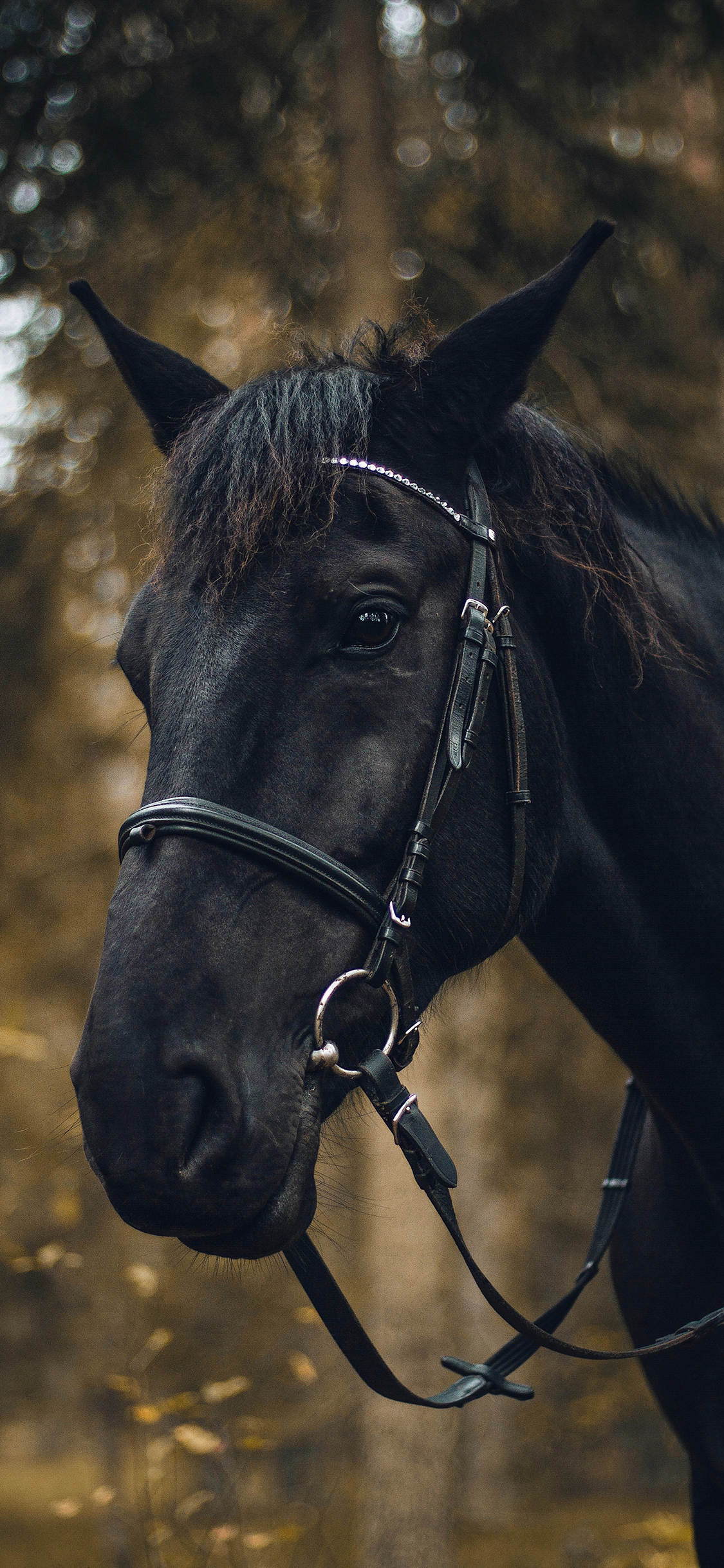[2436×1125]黑马 马匹 缰绳 树林 苹果手机壁纸图片