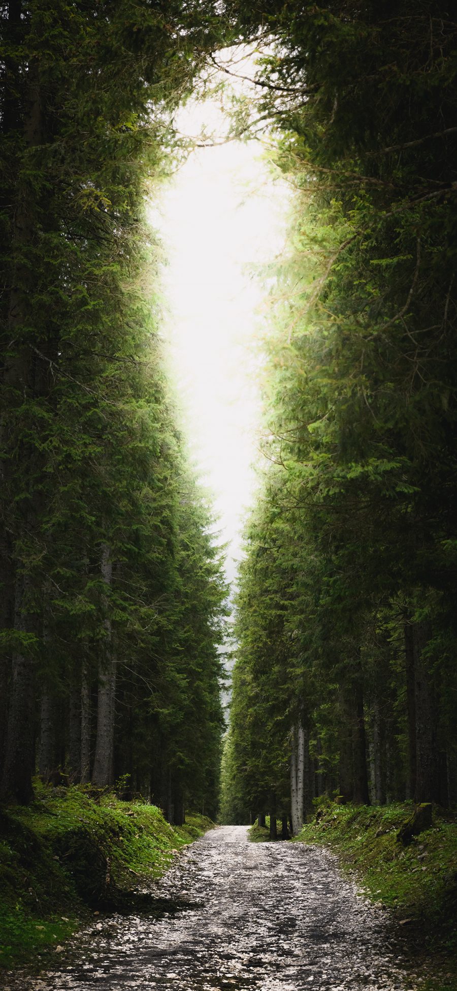 [2436×1125]一线天 景色 茂密 森林 苹果手机壁纸图片