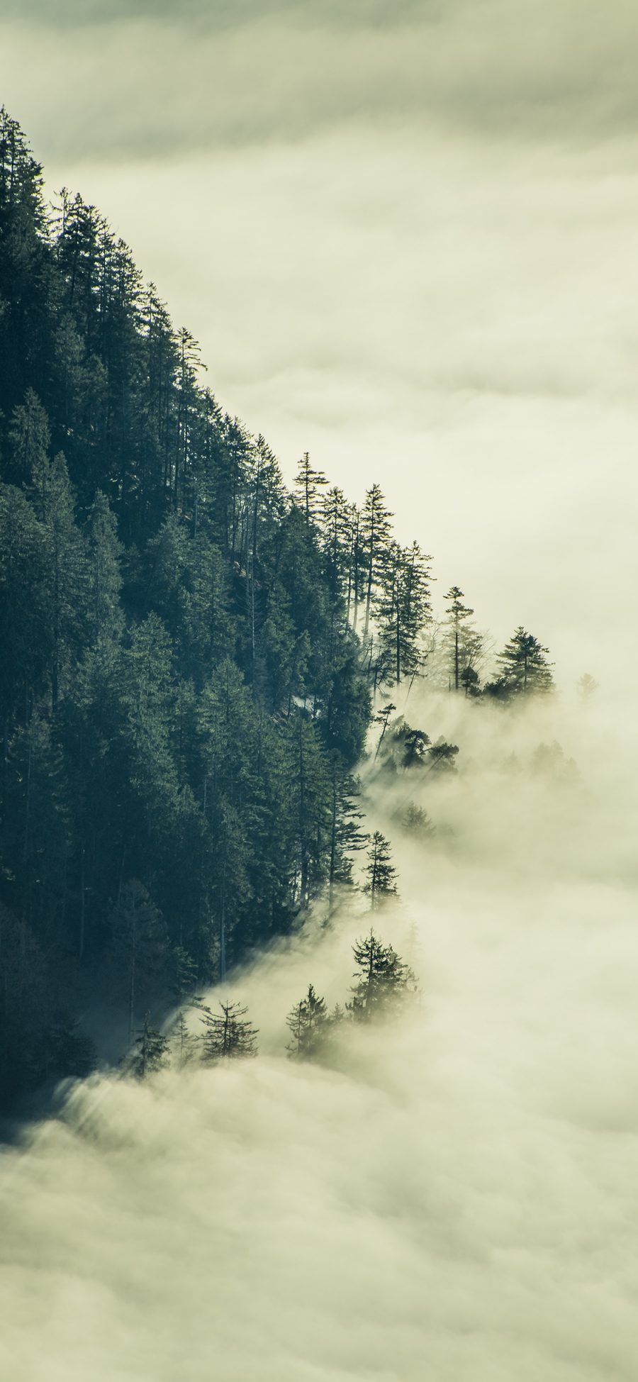 [2436×1125]云海 云层 高山 树林 苹果手机壁纸图片