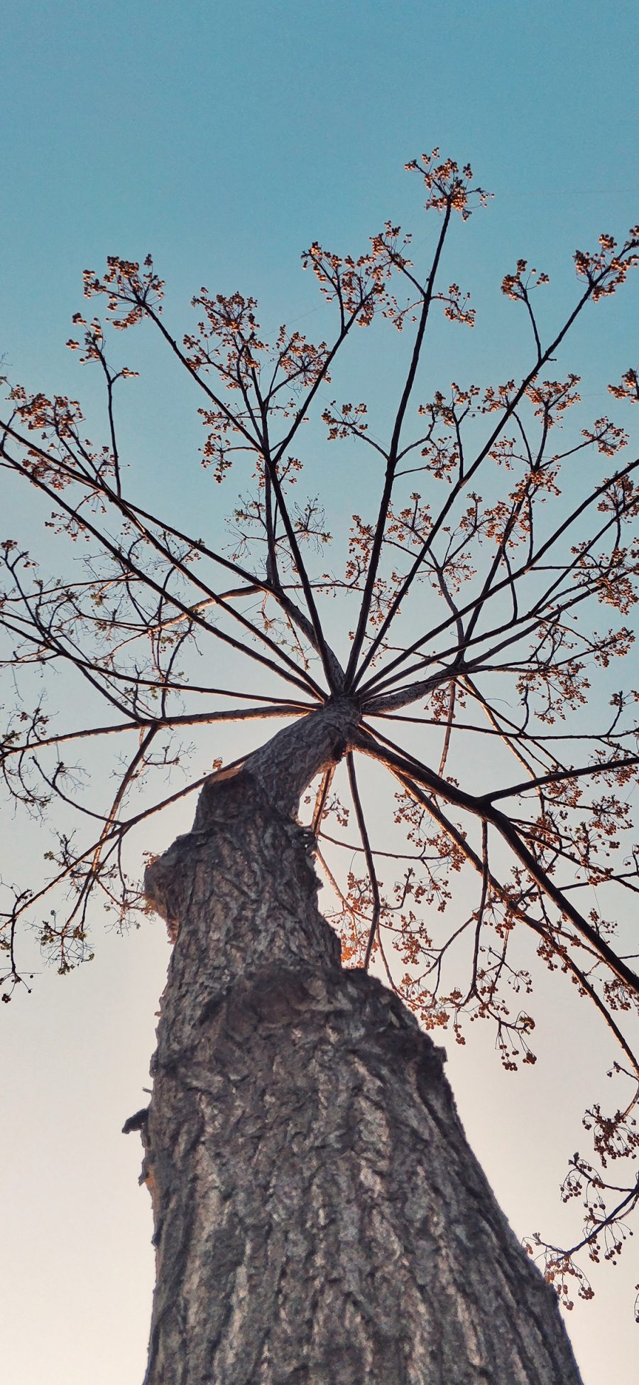 [2436×1125]仰拍 树干 树冠  年久 天空 苹果手机壁纸图片