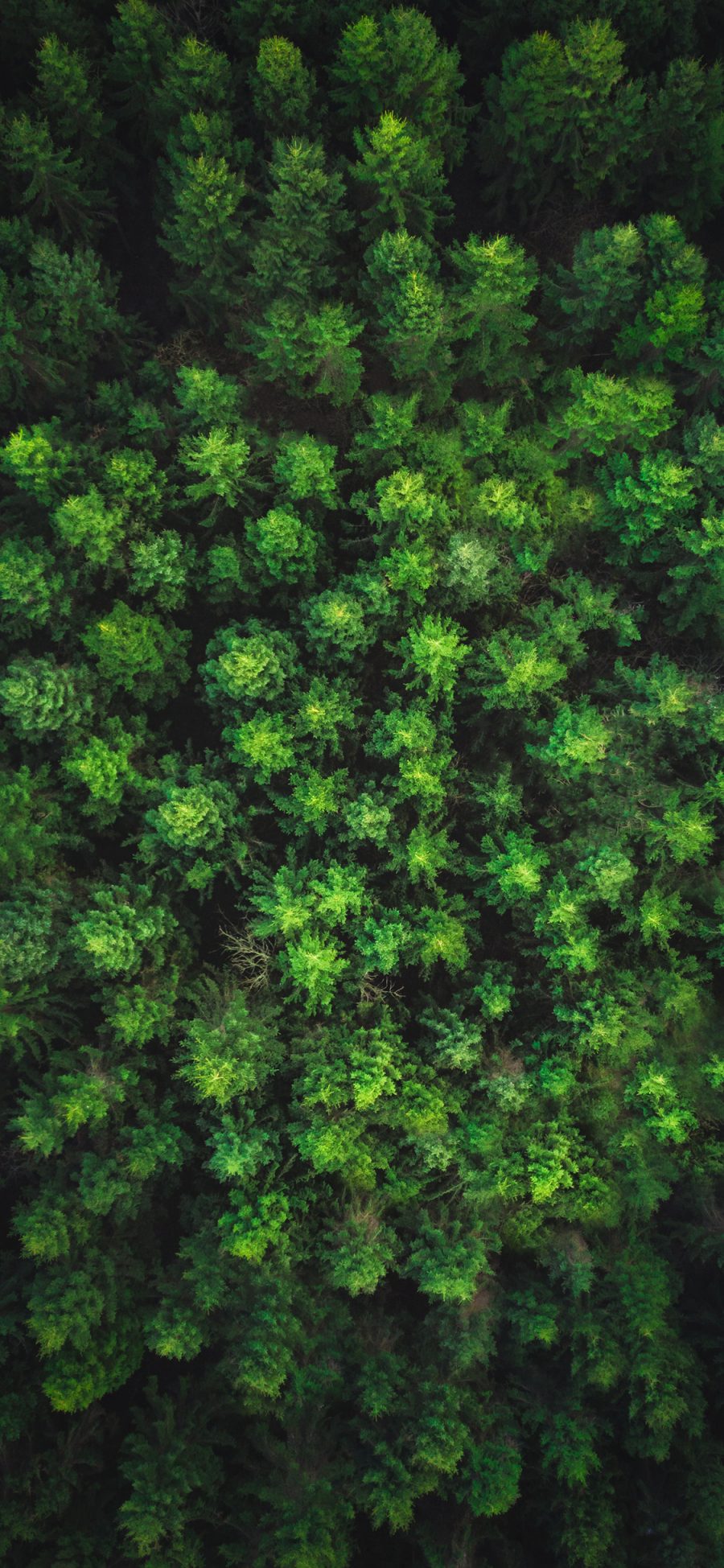 [2436×1125]俯拍 森林 树木 绿色 苹果手机壁纸图片